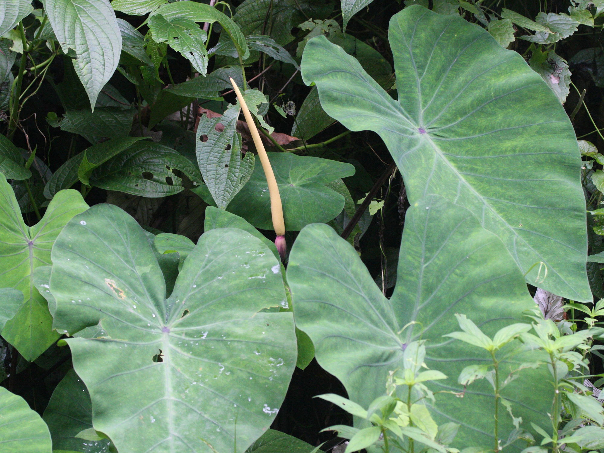 colocasia_esculenta3md