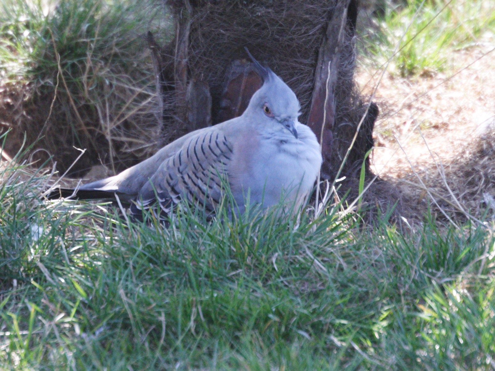 colombine_longup_-_ocyphaps_lophotes4md