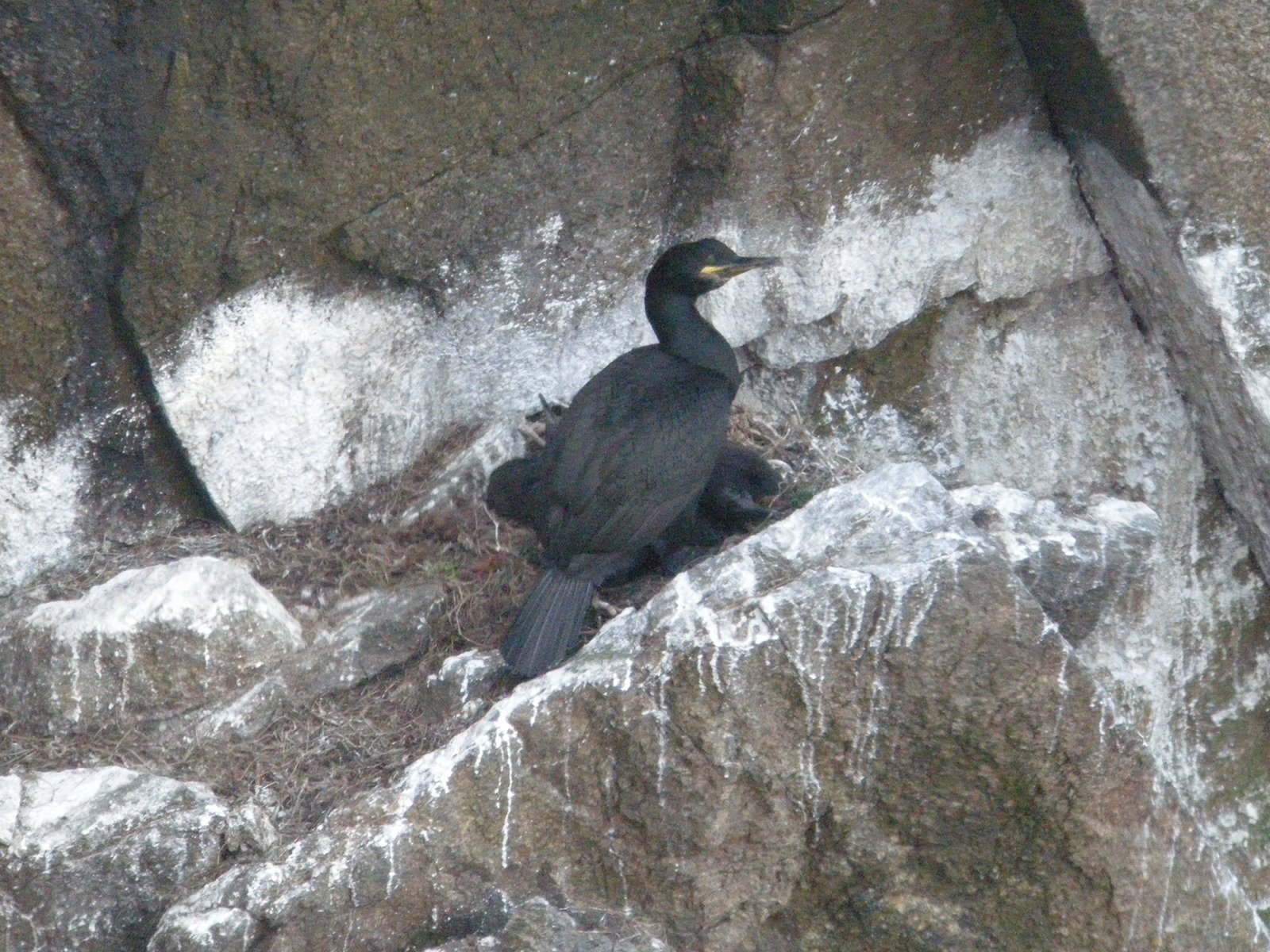 Afficher le média cormoran_huppe_-_phalacrocorax_aristotelis2bd cormoran_huppe_-_phalacrocorax_aristotelis2bd