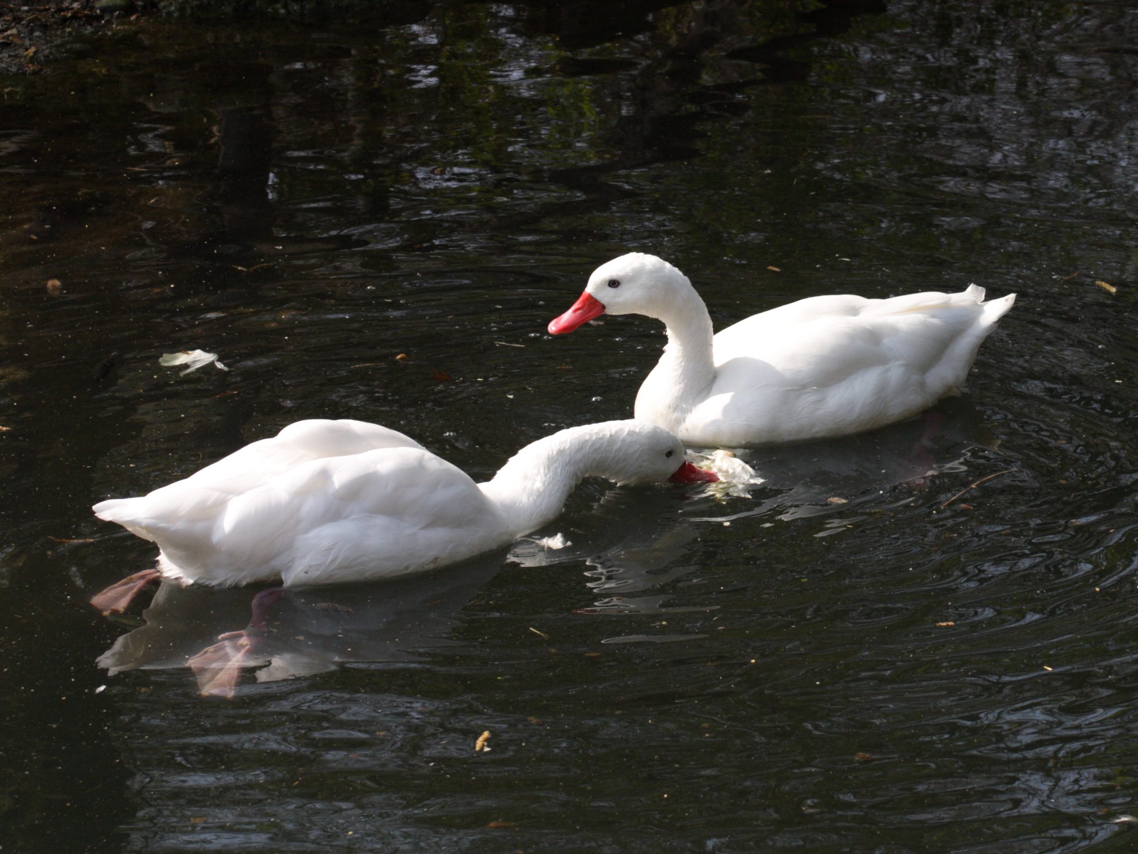 coscoroba_blanc_-_coscoroba_coscoroba2sd