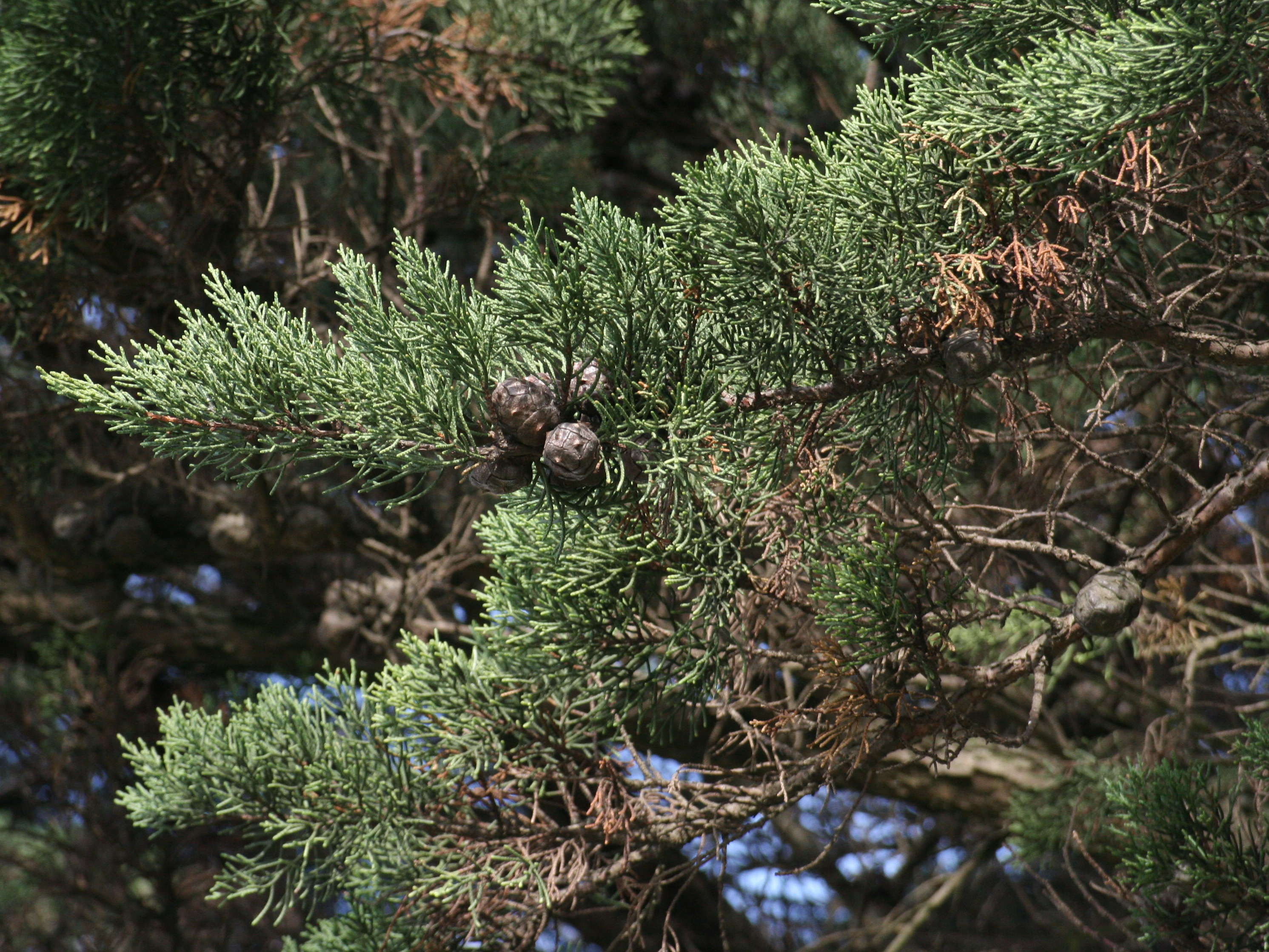 Afficher le média cupressus_macrocarpa2md cupressus_macrocarpa2md
