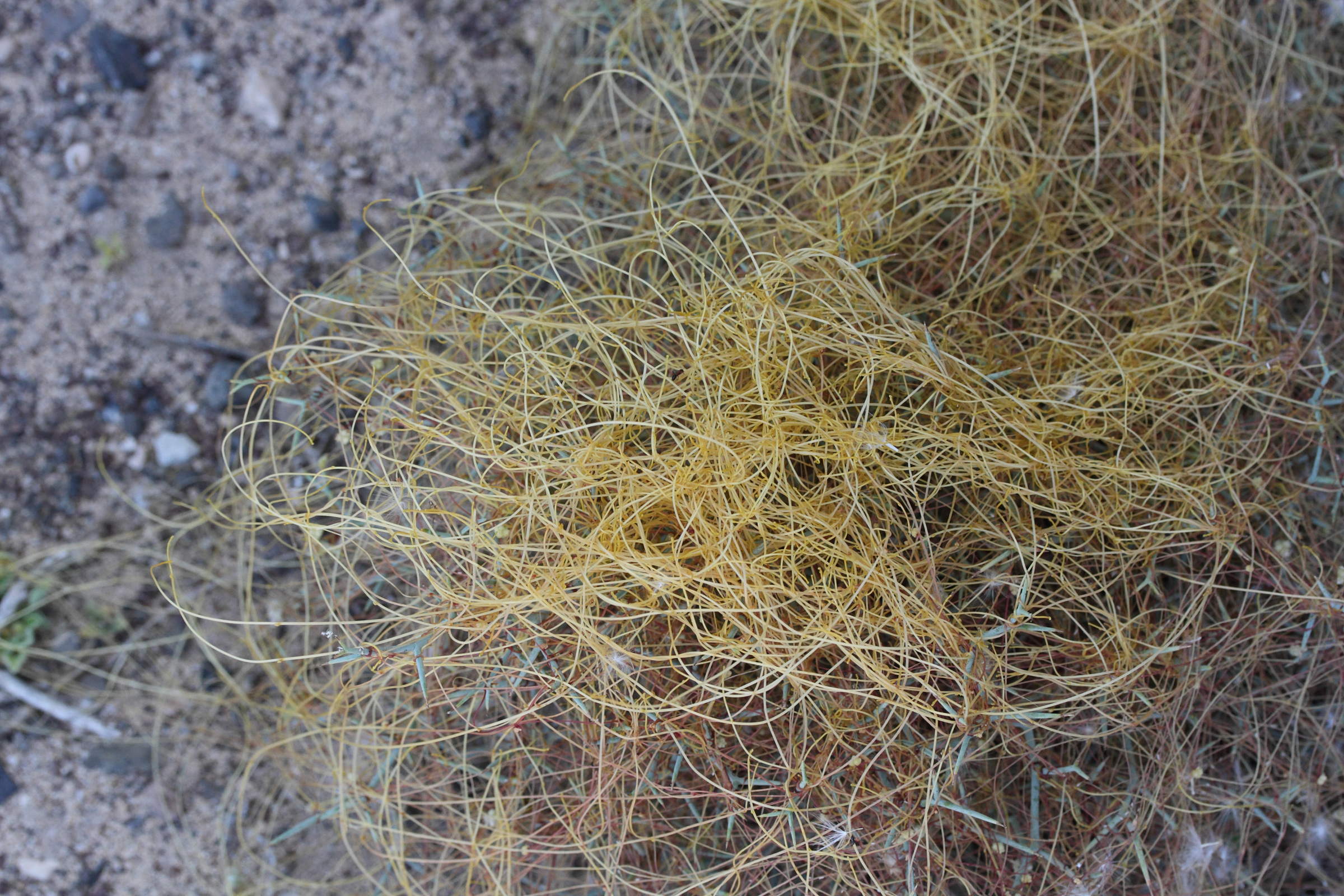 Afficher le média cuscuta_approximata1md cuscuta_approximata1md