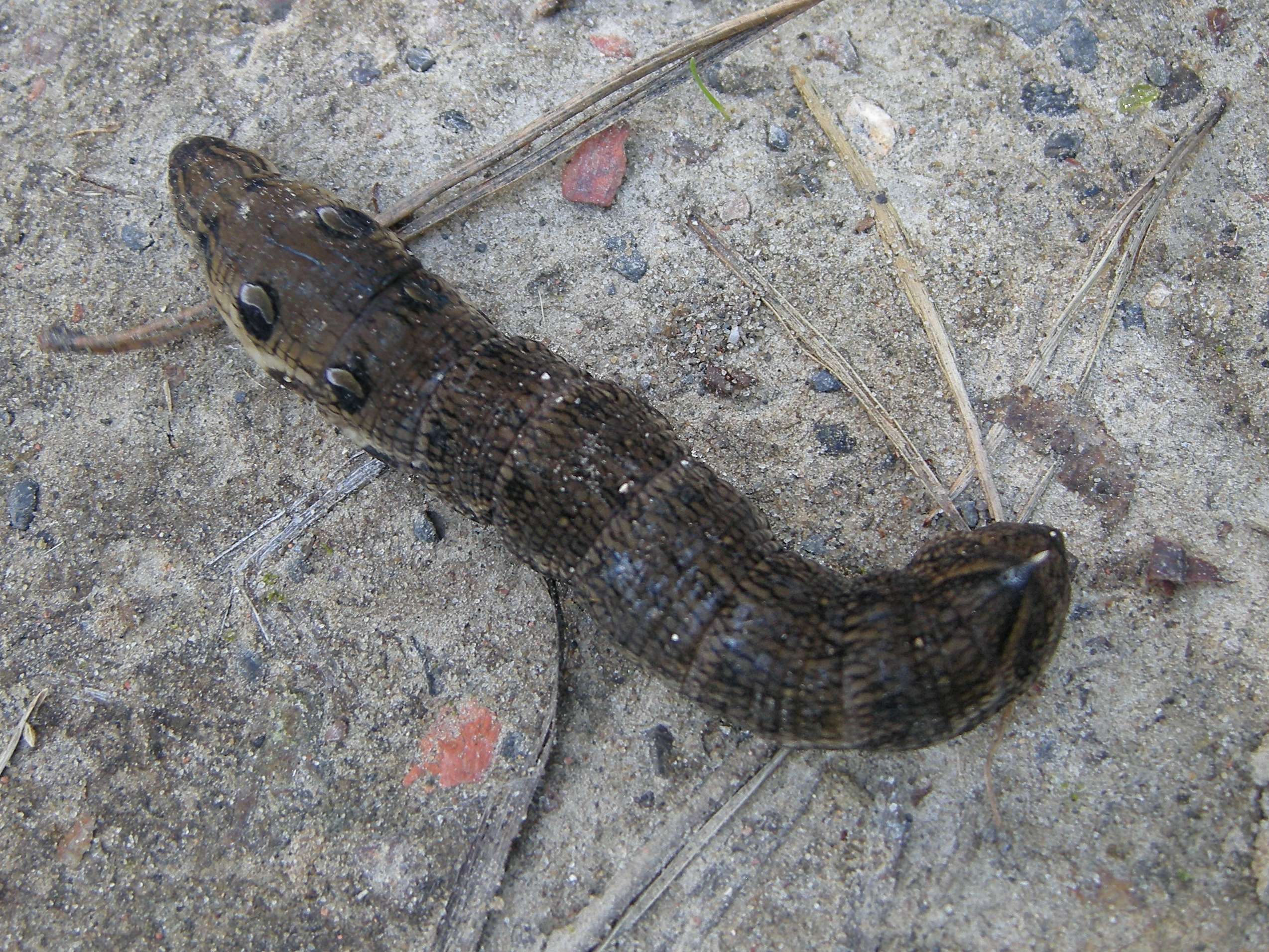 deilephila-elpenor_ch2md