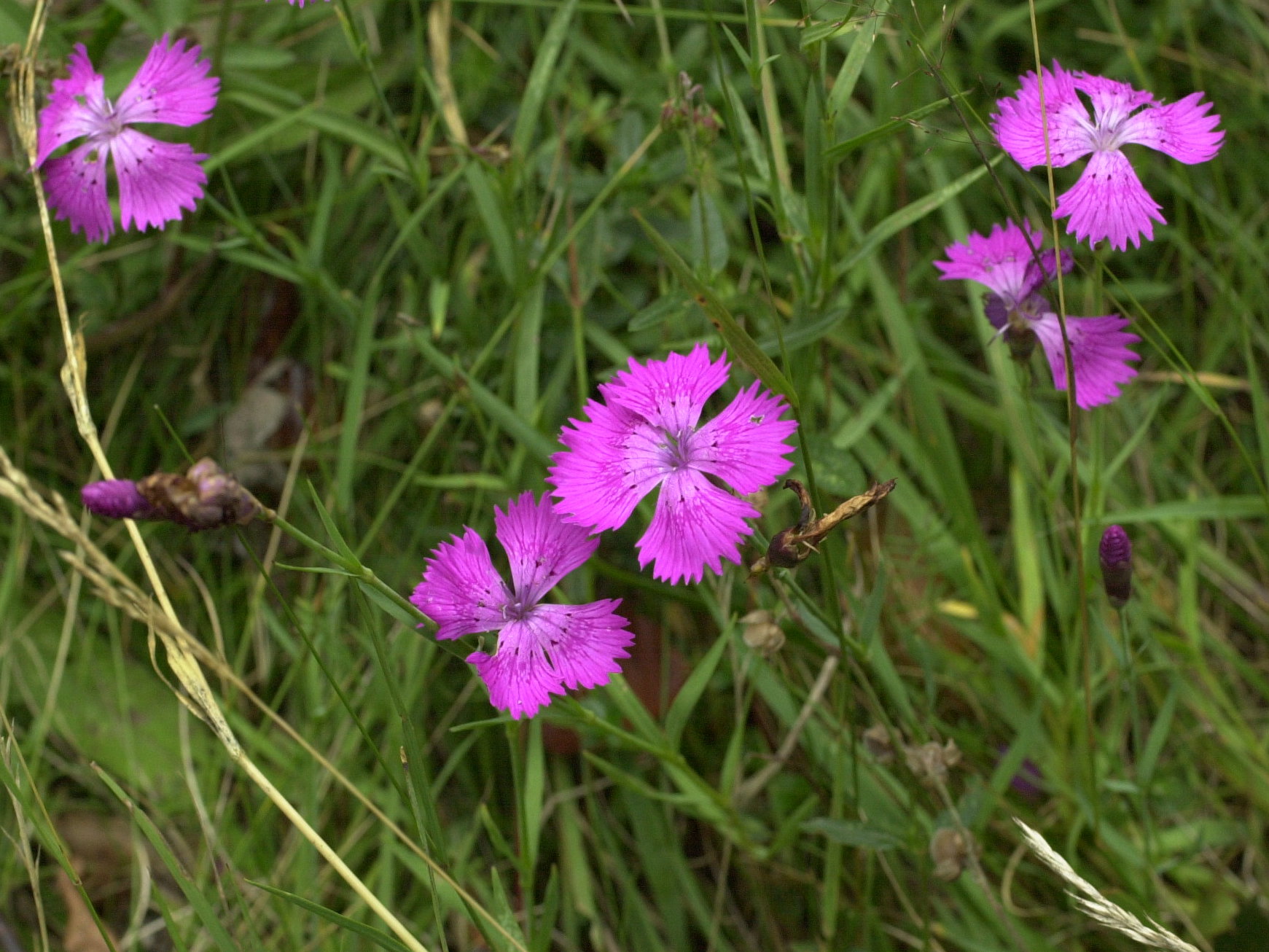 Afficher le média dianthus_seguieri_pseudocollinus1md dianthus_seguieri_pseudocollinus1md