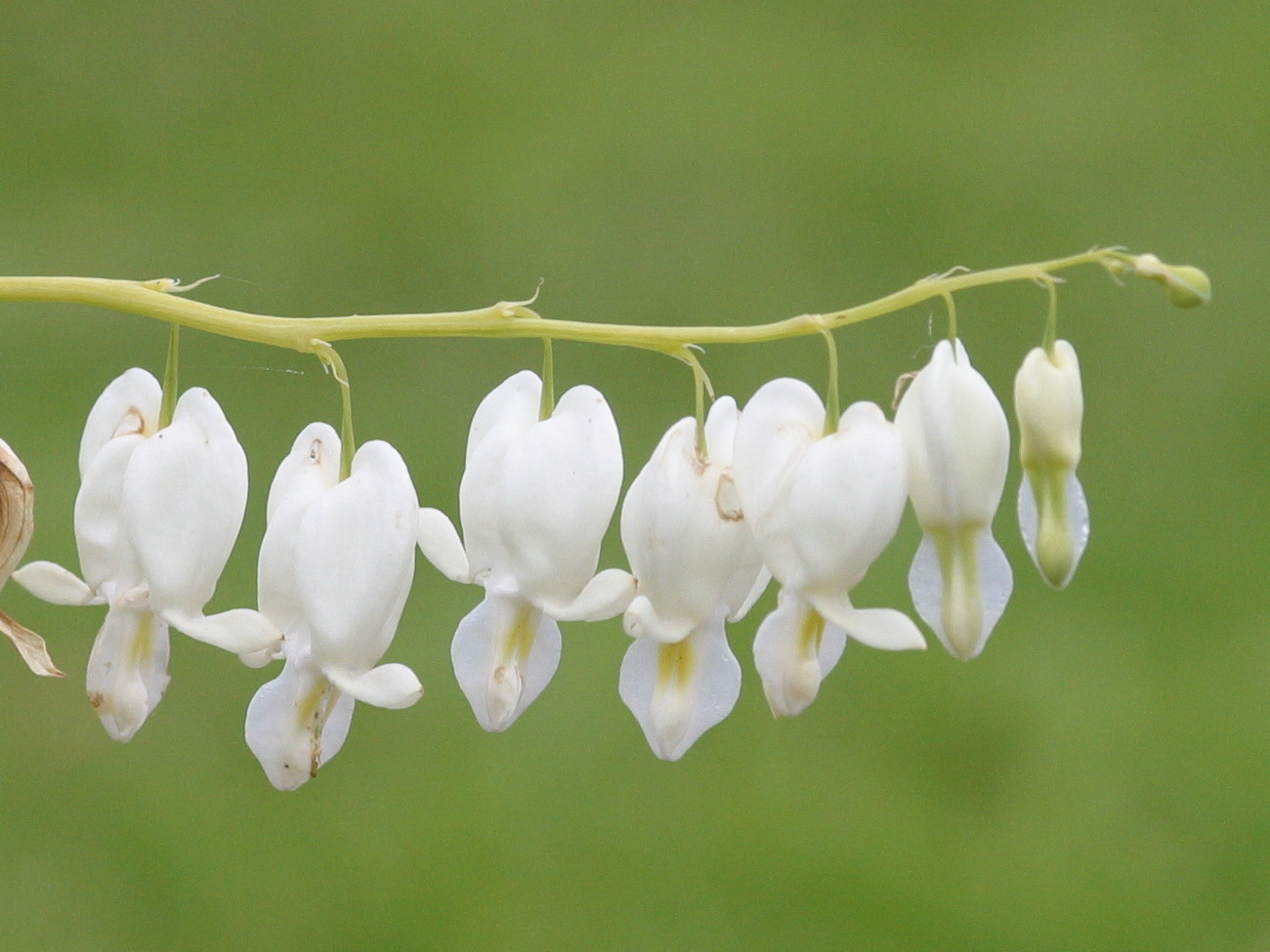dicentra_spectabilis2bd