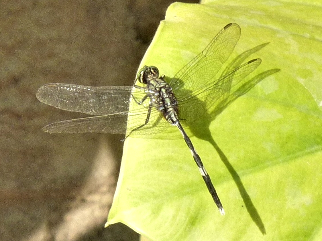 diplacodes_trivialis1fc