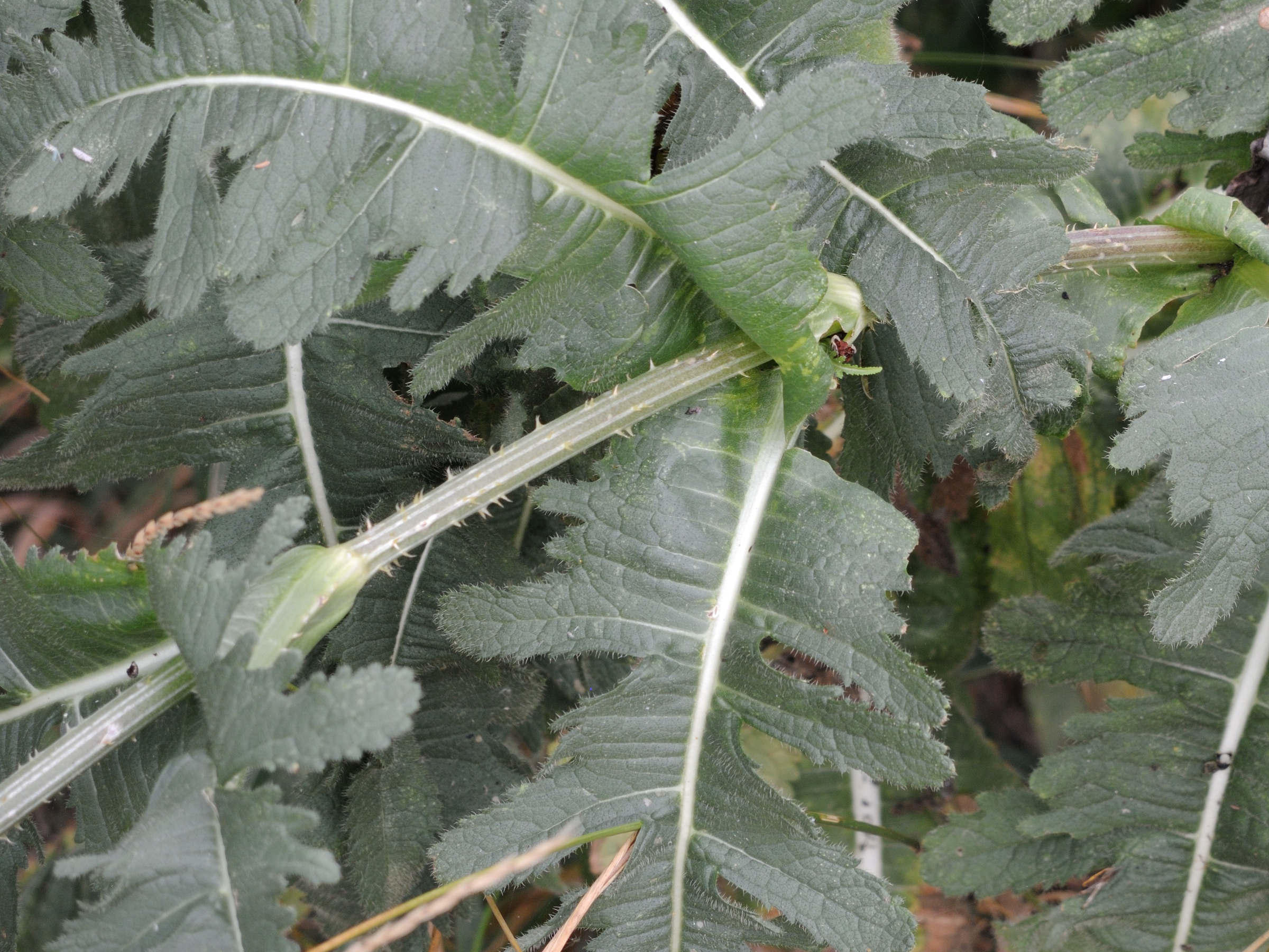 dipsacus_laciniatus3md