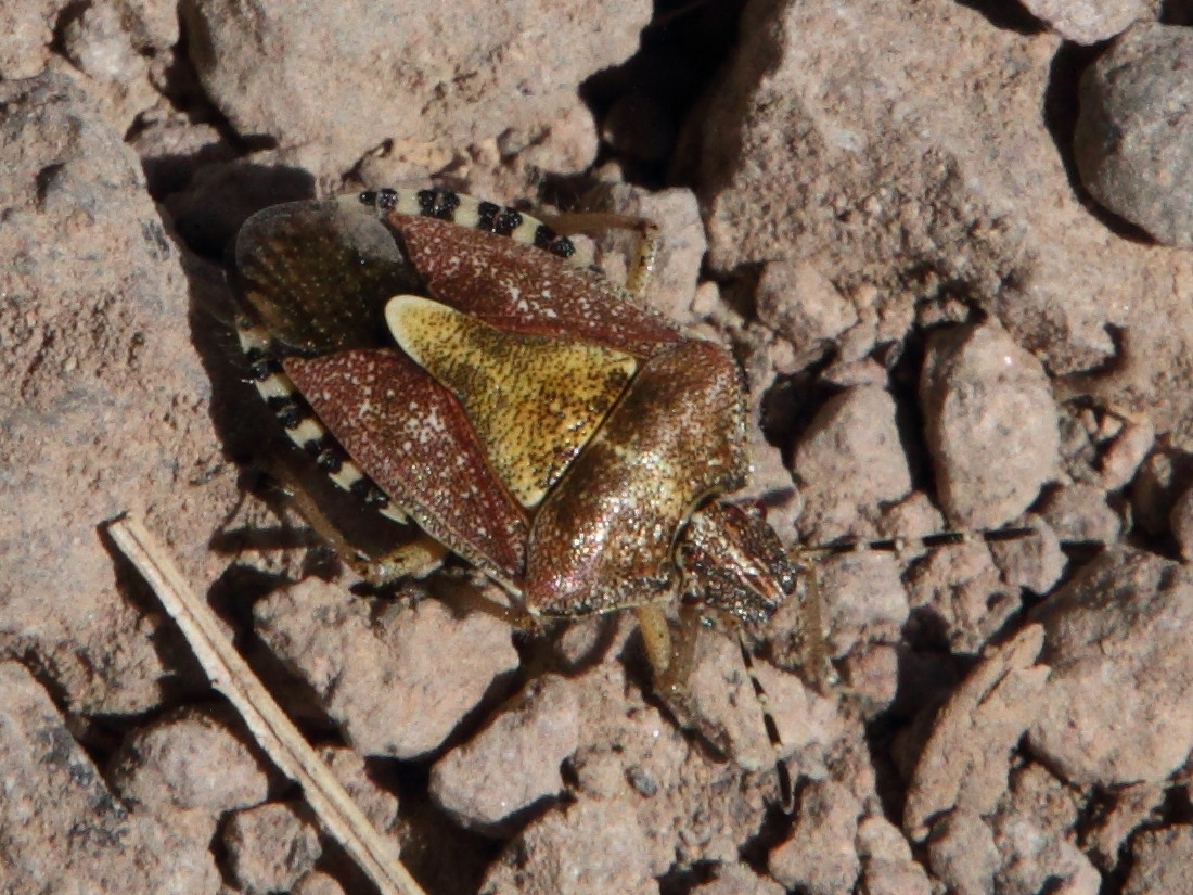 dolycoris_baccarum1md