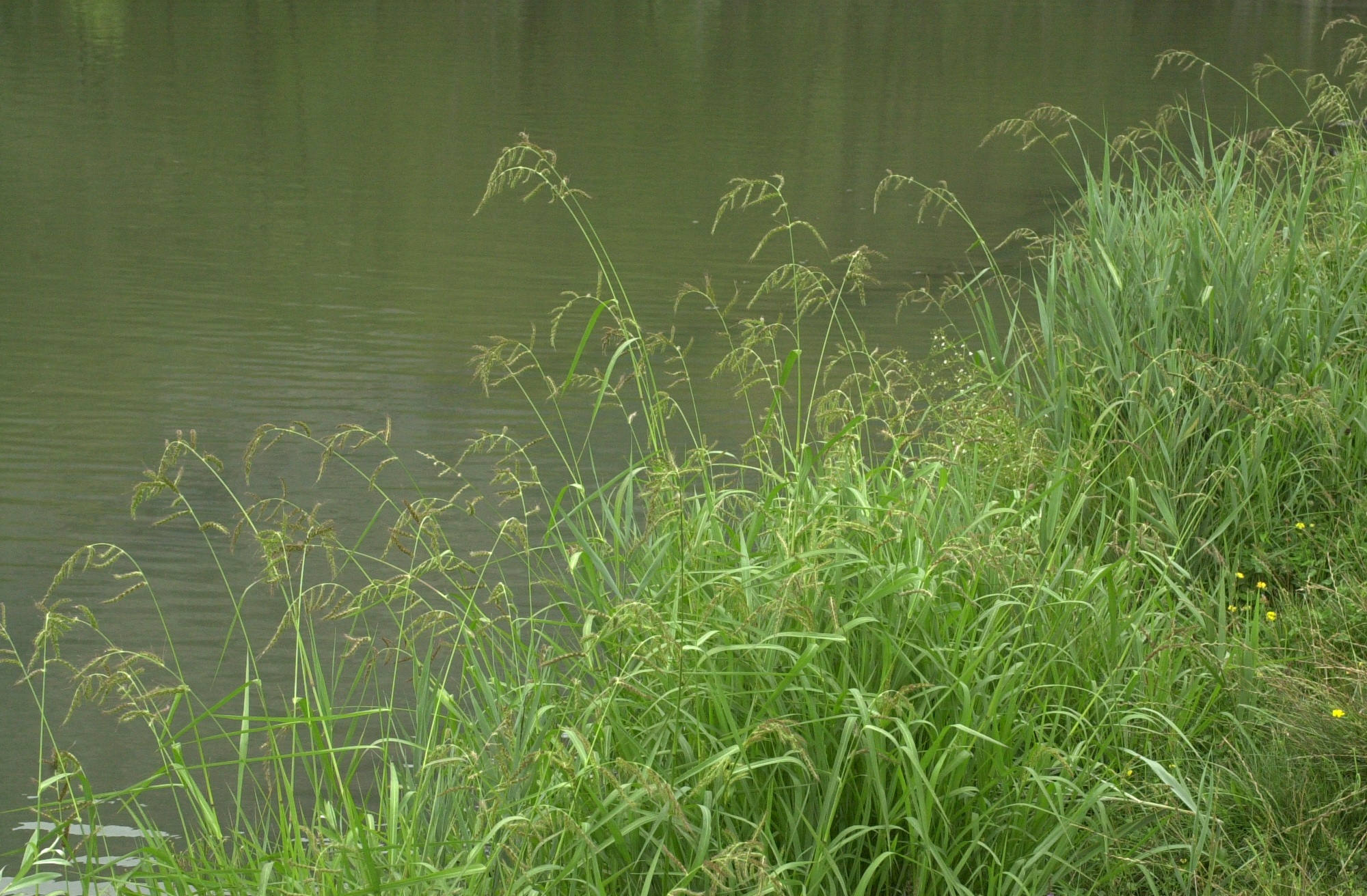 Afficher le média echinochloa_crus-galli1bmd echinochloa_crus-galli1bmd
