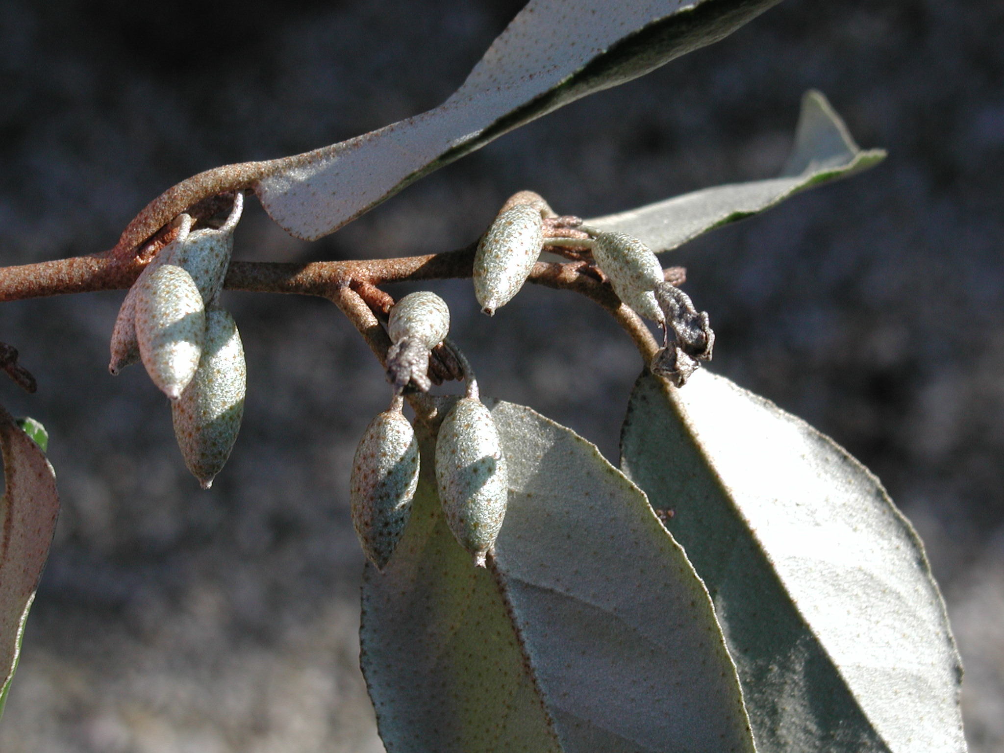 Afficher le média elaeagnus_x_submacrophylla_ebbingei4md elaeagnus_x_submacrophylla_ebbingei4md