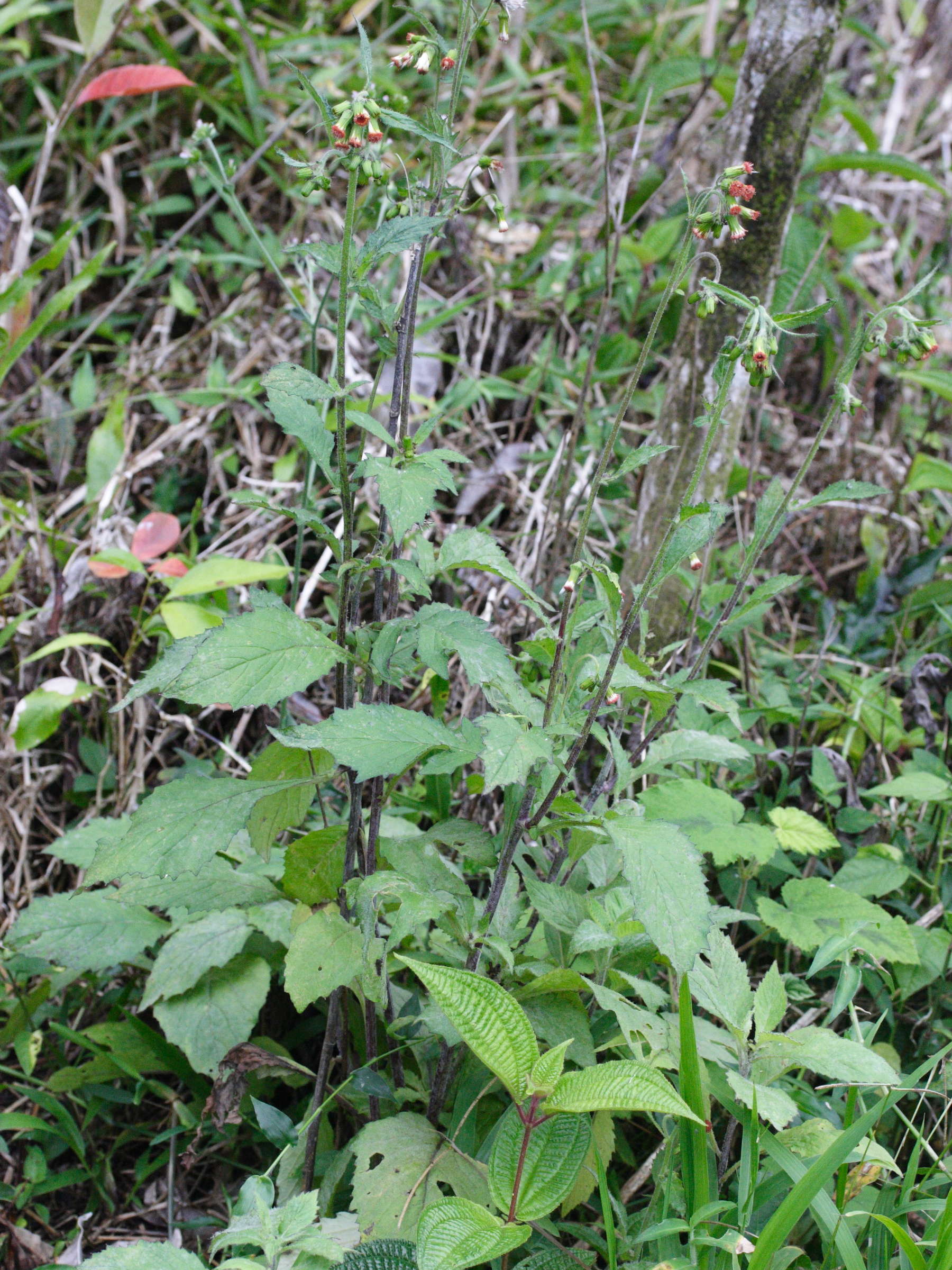 emilia_sonchifolia1md