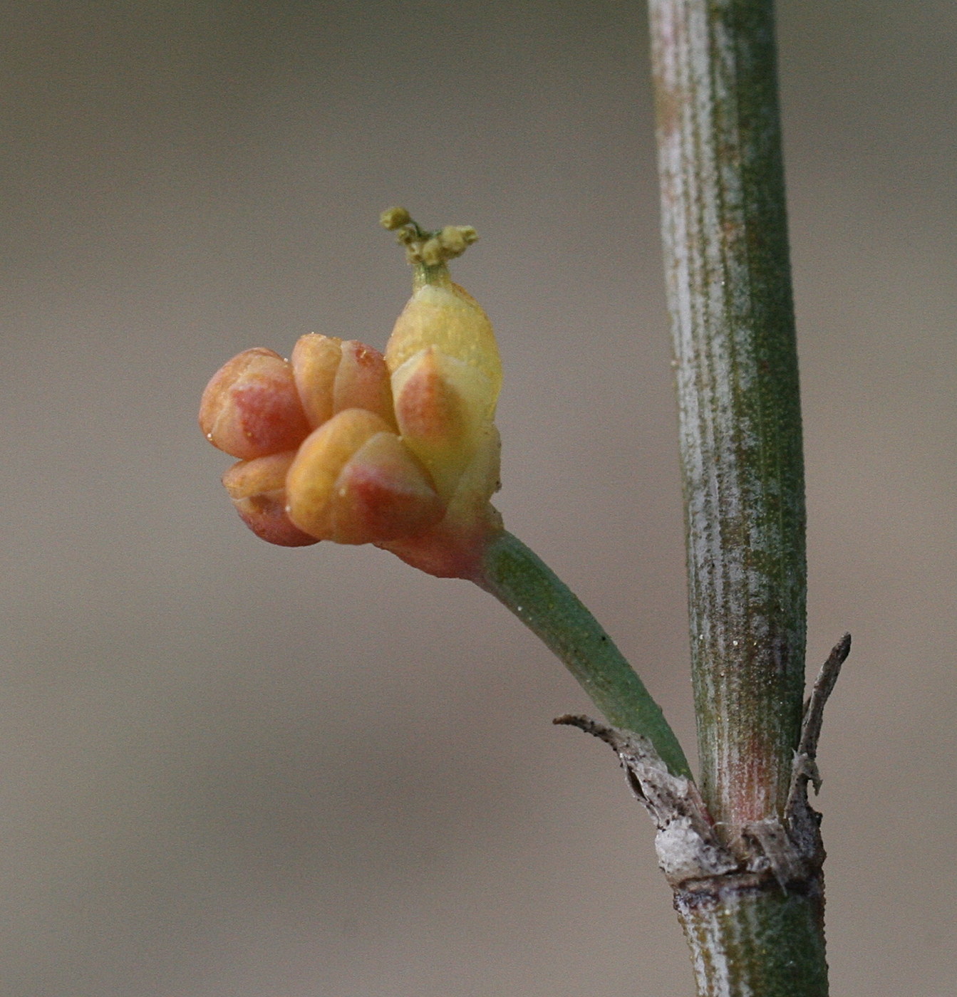 Afficher le média ephedra_distachya4md ephedra_distachya4md