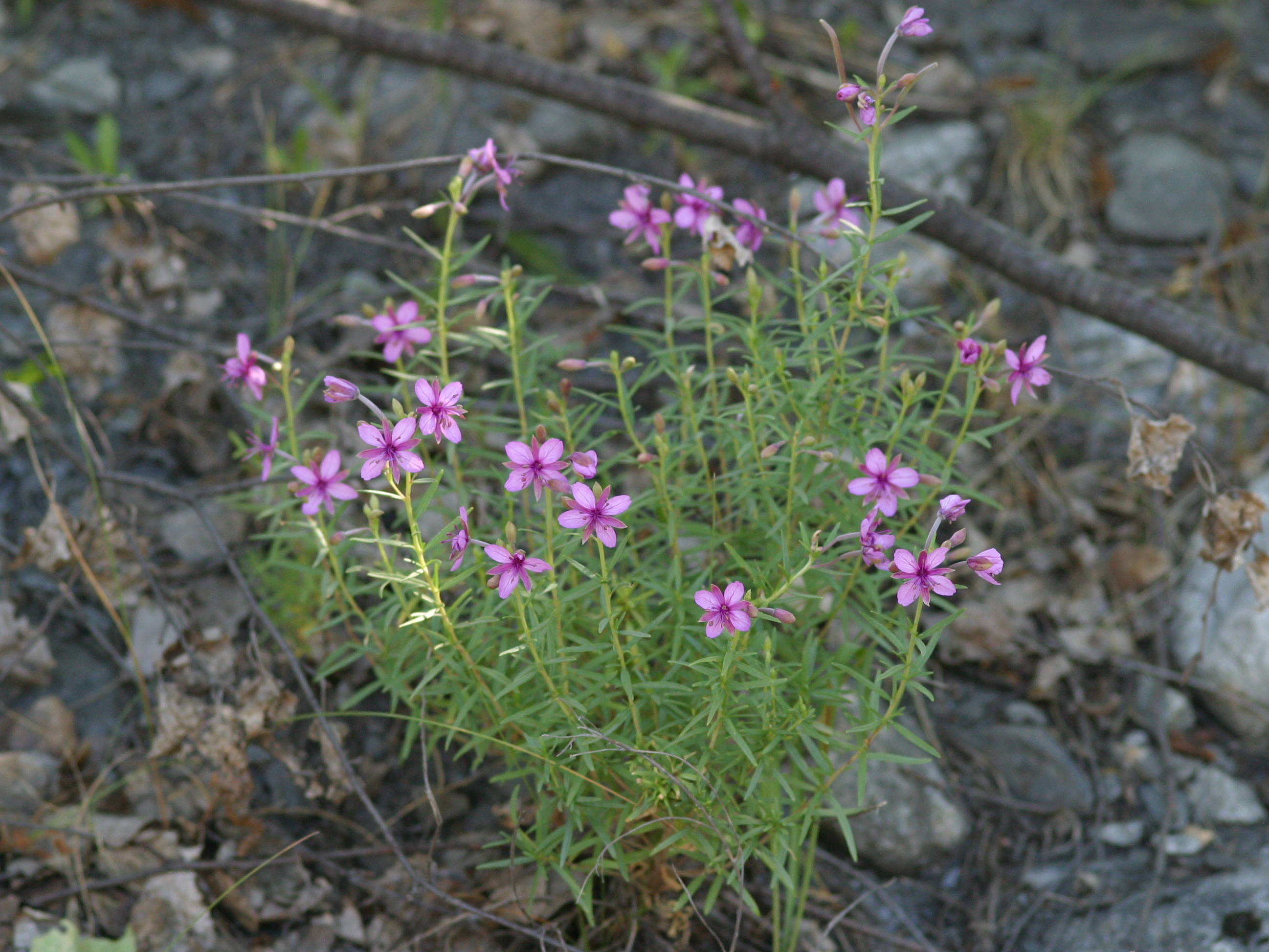 epilobium_fleischeri2md