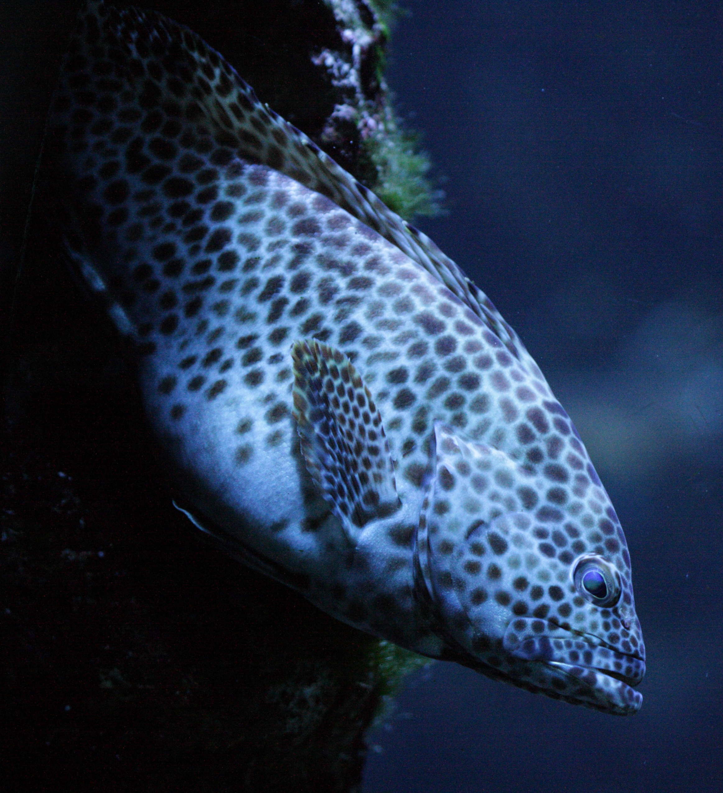 epinephelus_longispinis2bd