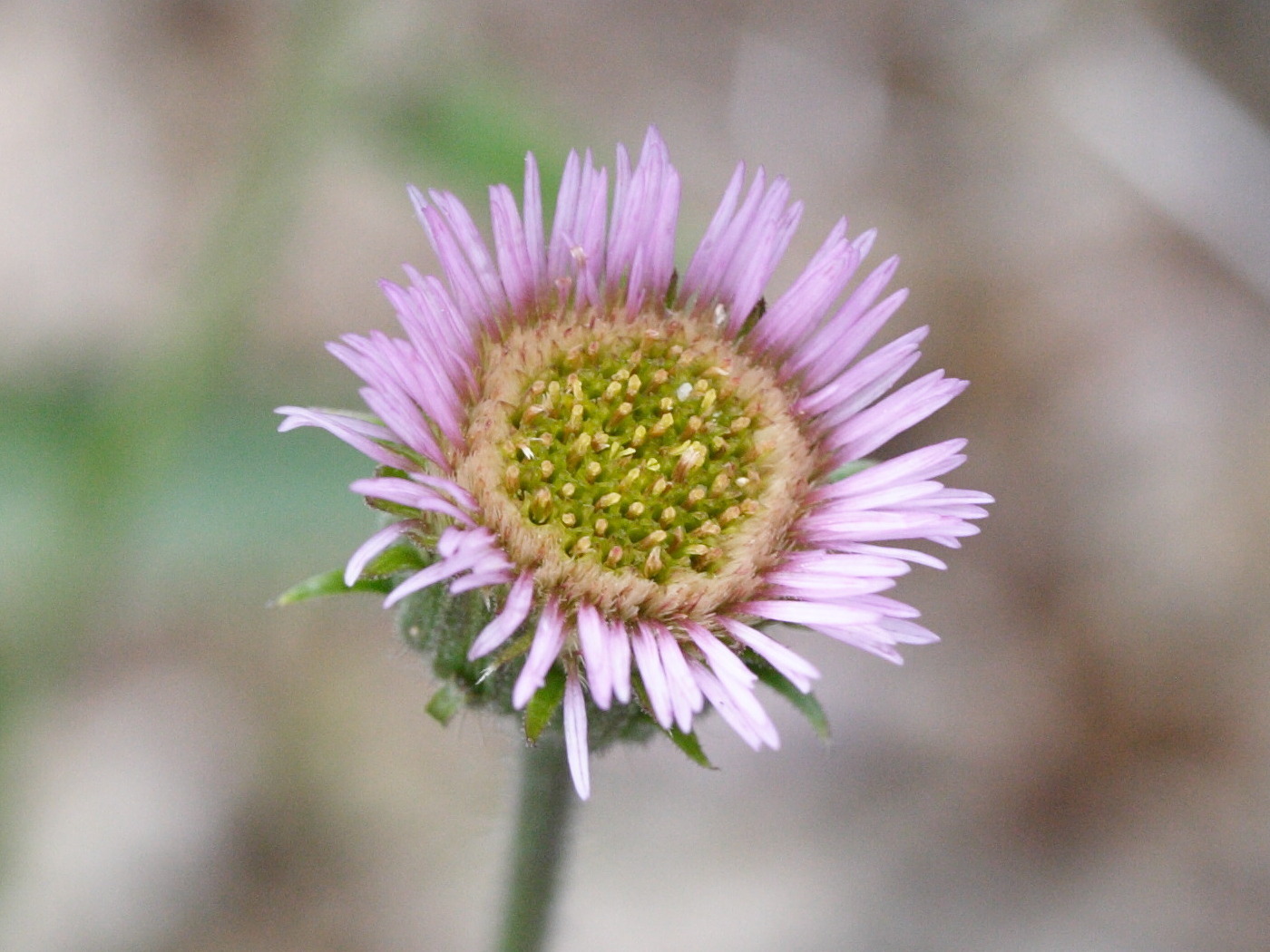 erigeron_gaudinii2md