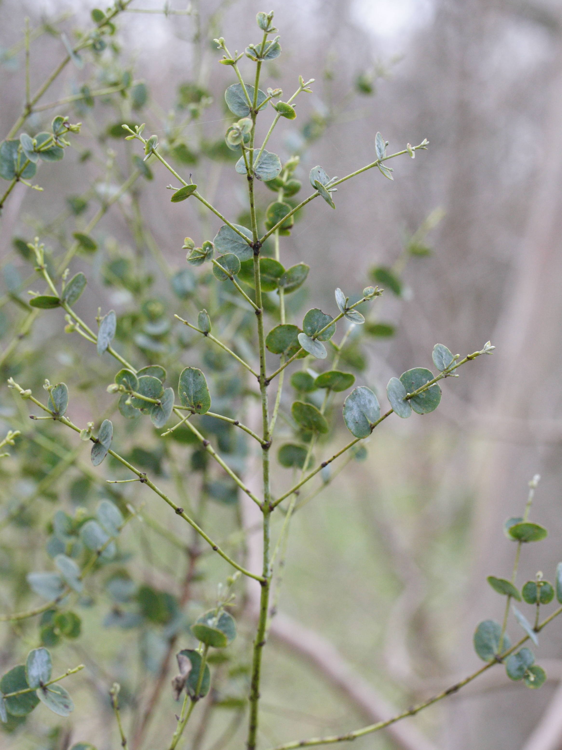 Afficher le média eucalyptus_globulus1md eucalyptus_globulus1md