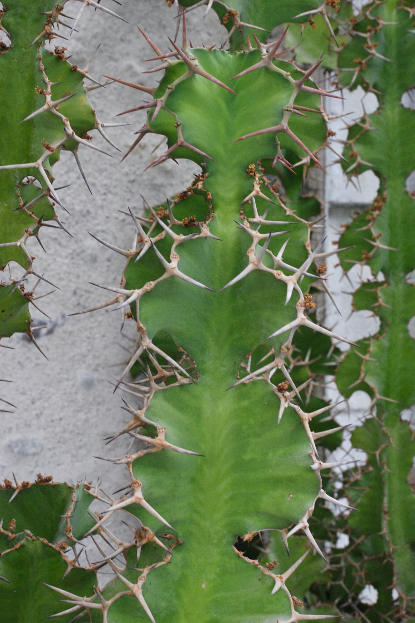 Afficher le média euphorbia_grandicornis2md euphorbia_grandicornis2md