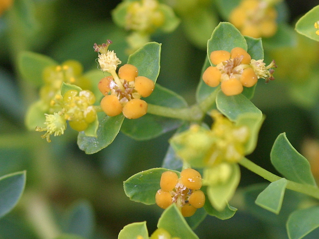 Afficher le média euphorbia_spinosa2md euphorbia_spinosa2md