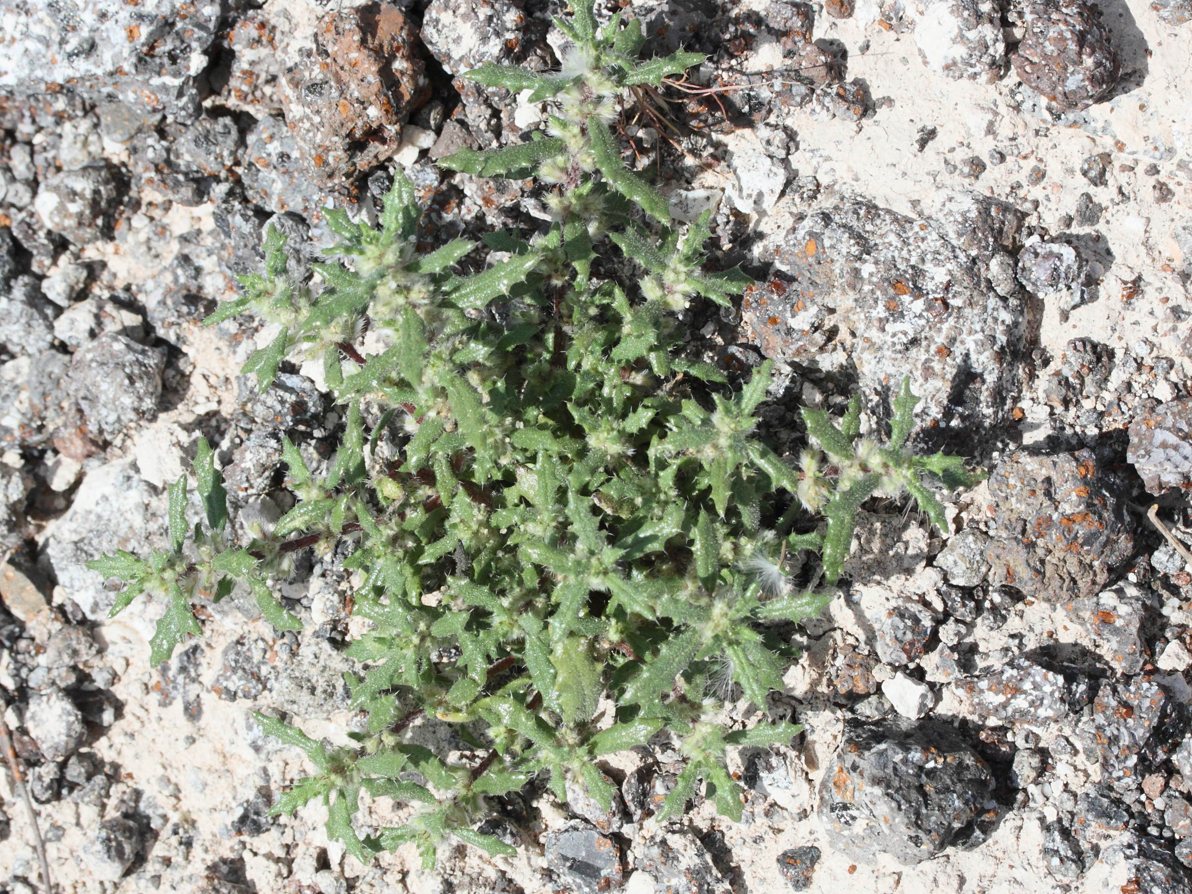 Afficher le média forsskaolea_angustifolia4md forsskaolea_angustifolia4md