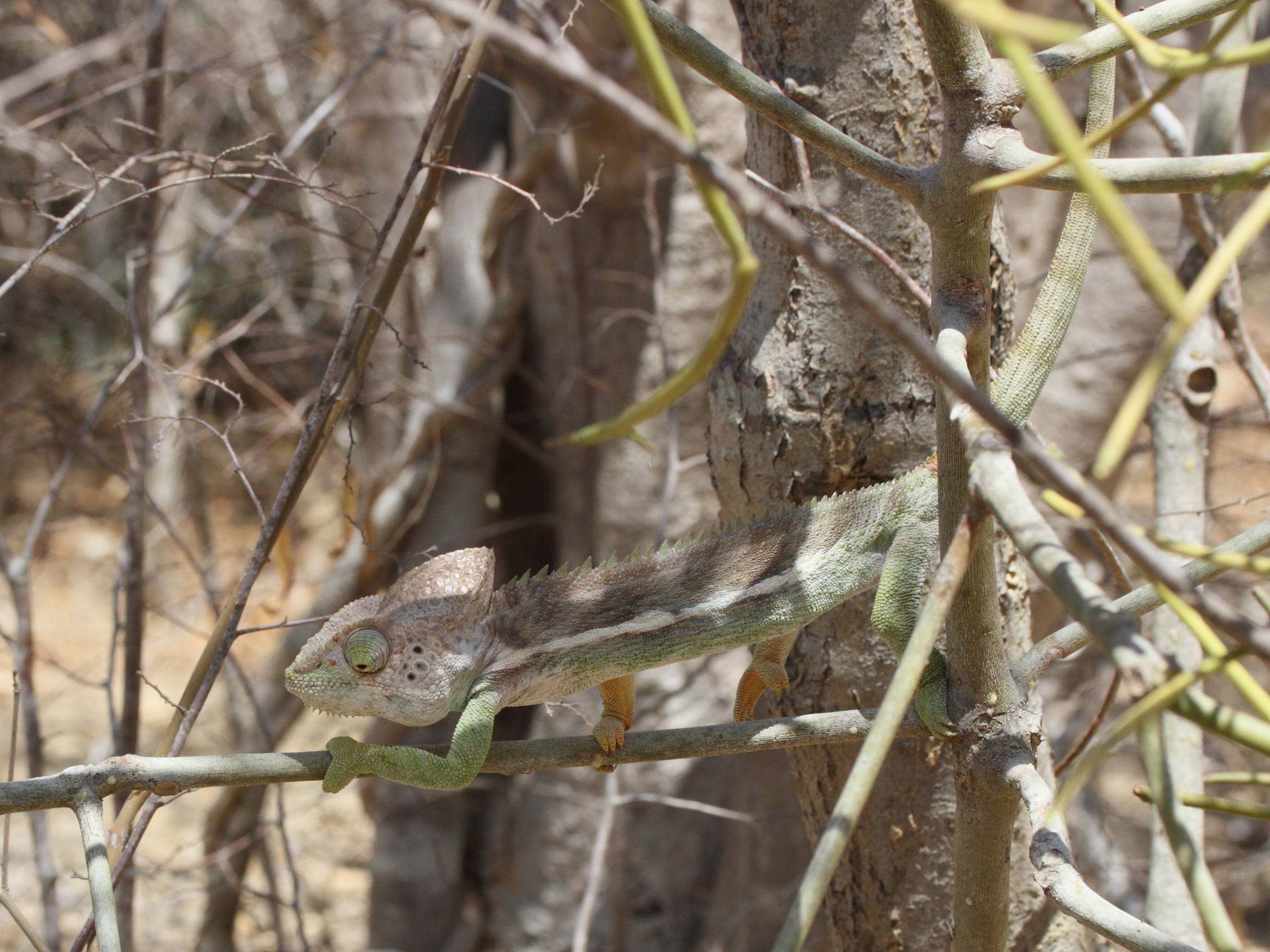 furcifer_verrucosus8md