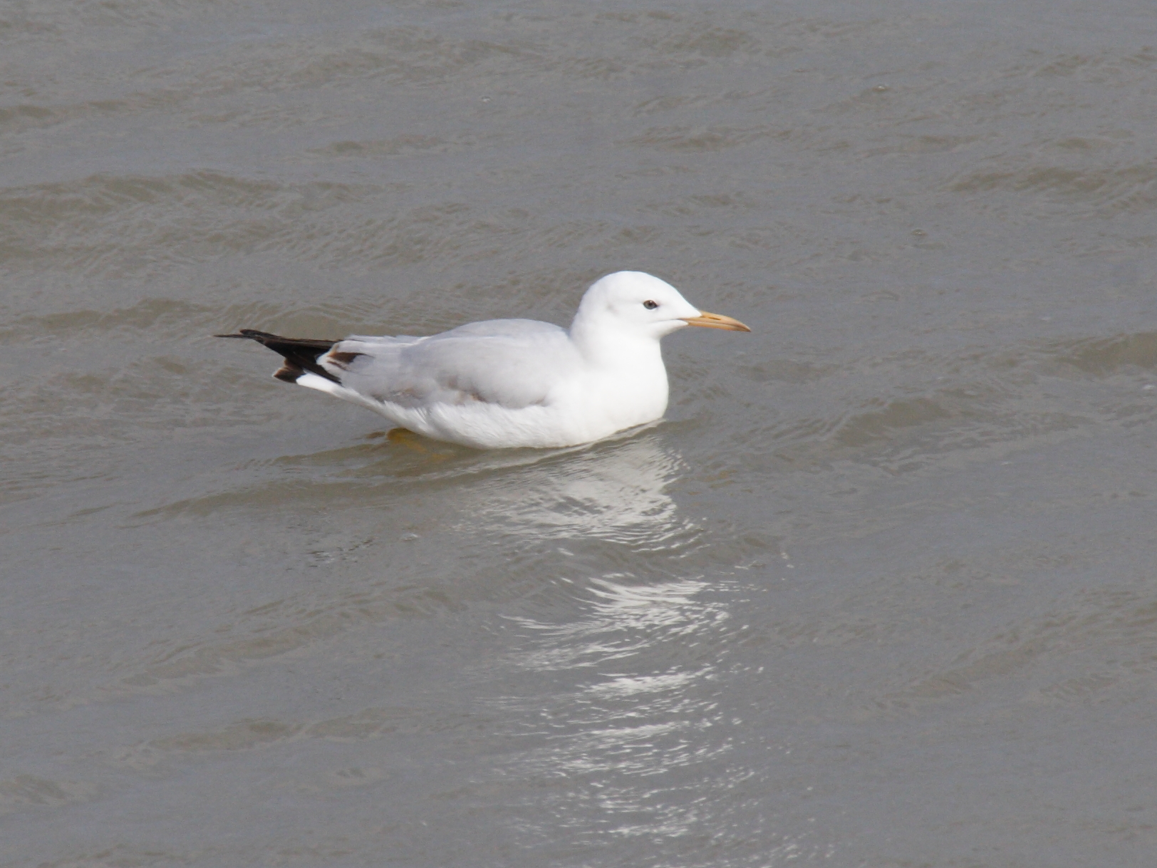 Afficher le média goeland_railleur_-_chroicocephalus_genei1bd goeland_railleur_-_chroicocephalus_genei1bd