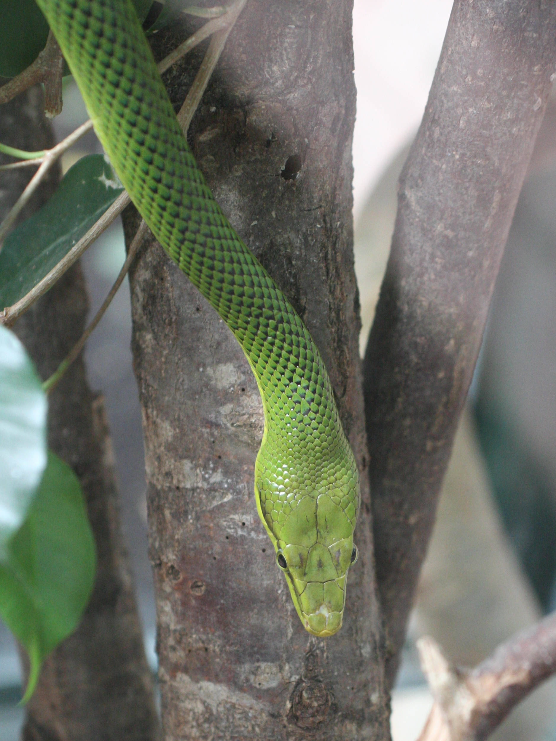 Afficher le média gonyosoma_oxycephalum2md gonyosoma_oxycephalum2md