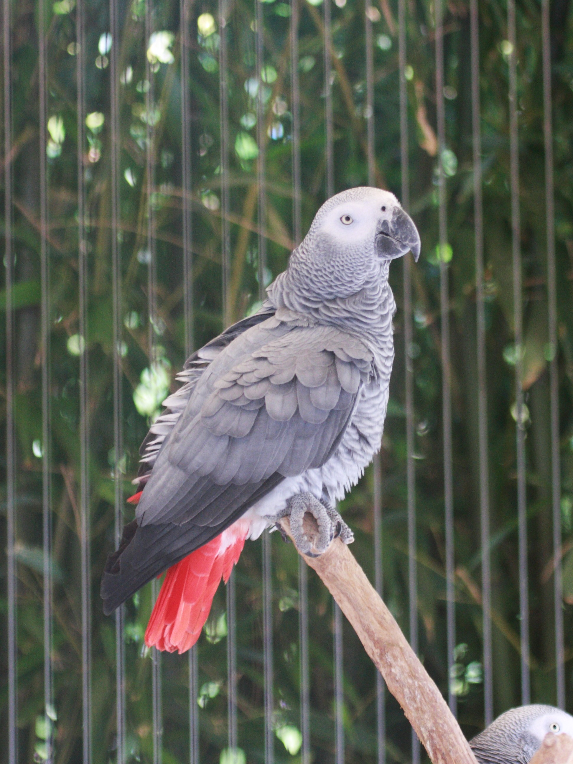 gris_du_gabon_-_psittacus_erithacus1bd