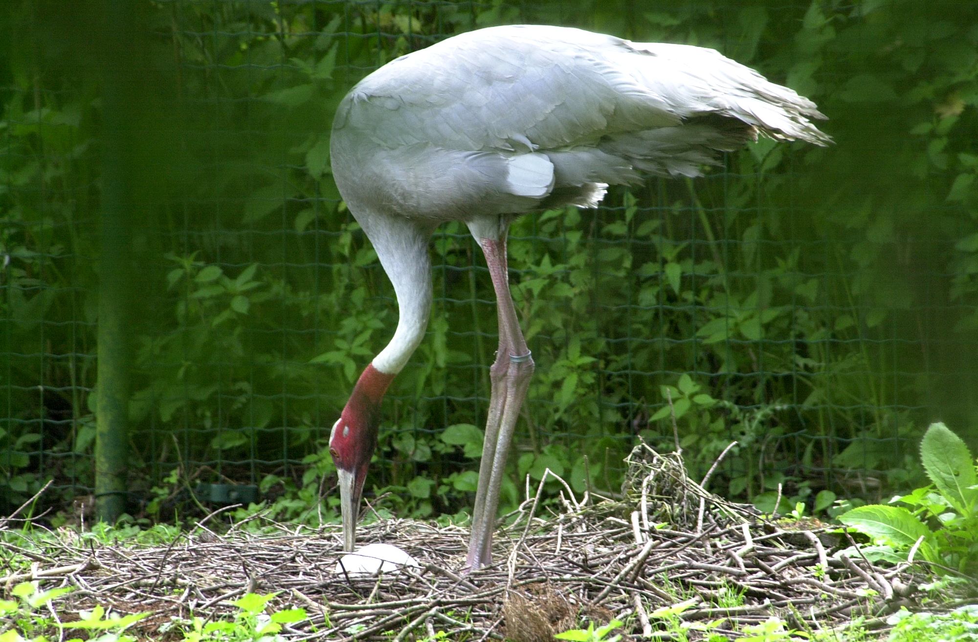 grue_antigone_-_grus_antigone2md