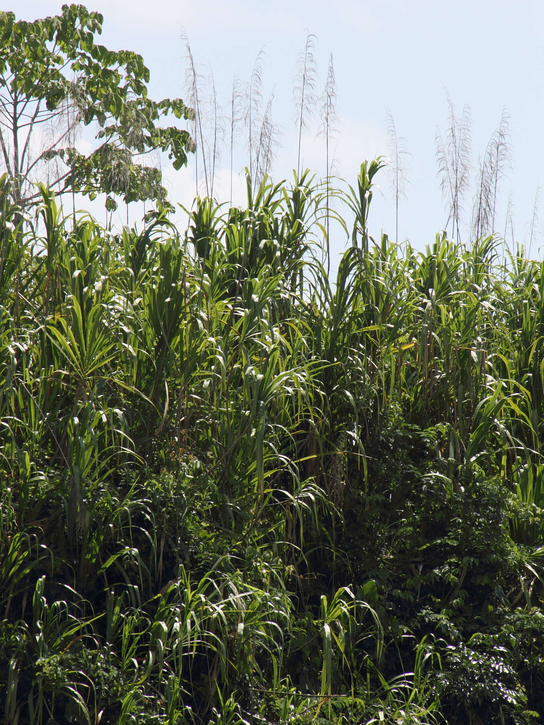 gynerium_sagittatum3md