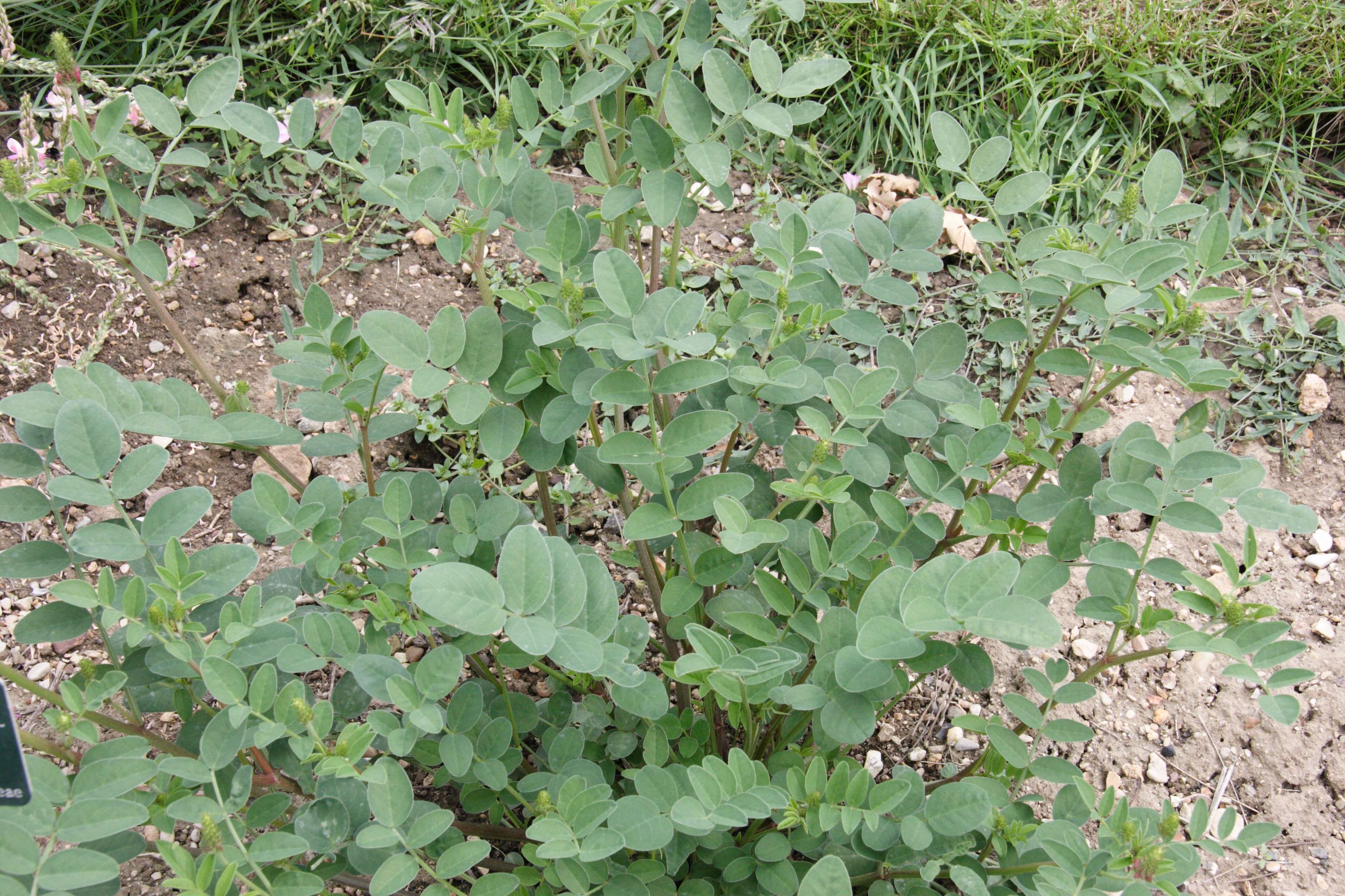 hedysarum_coronarium1md