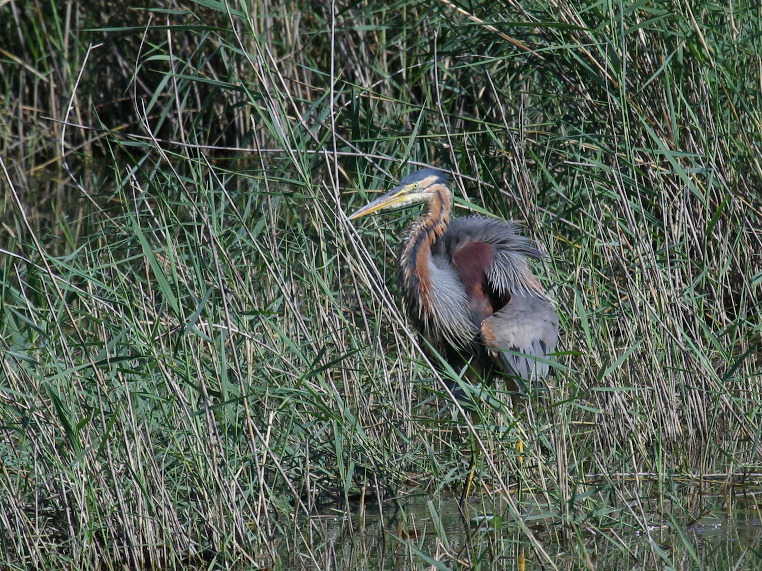 heron_pourpre_-_ardea_purpurea8bd