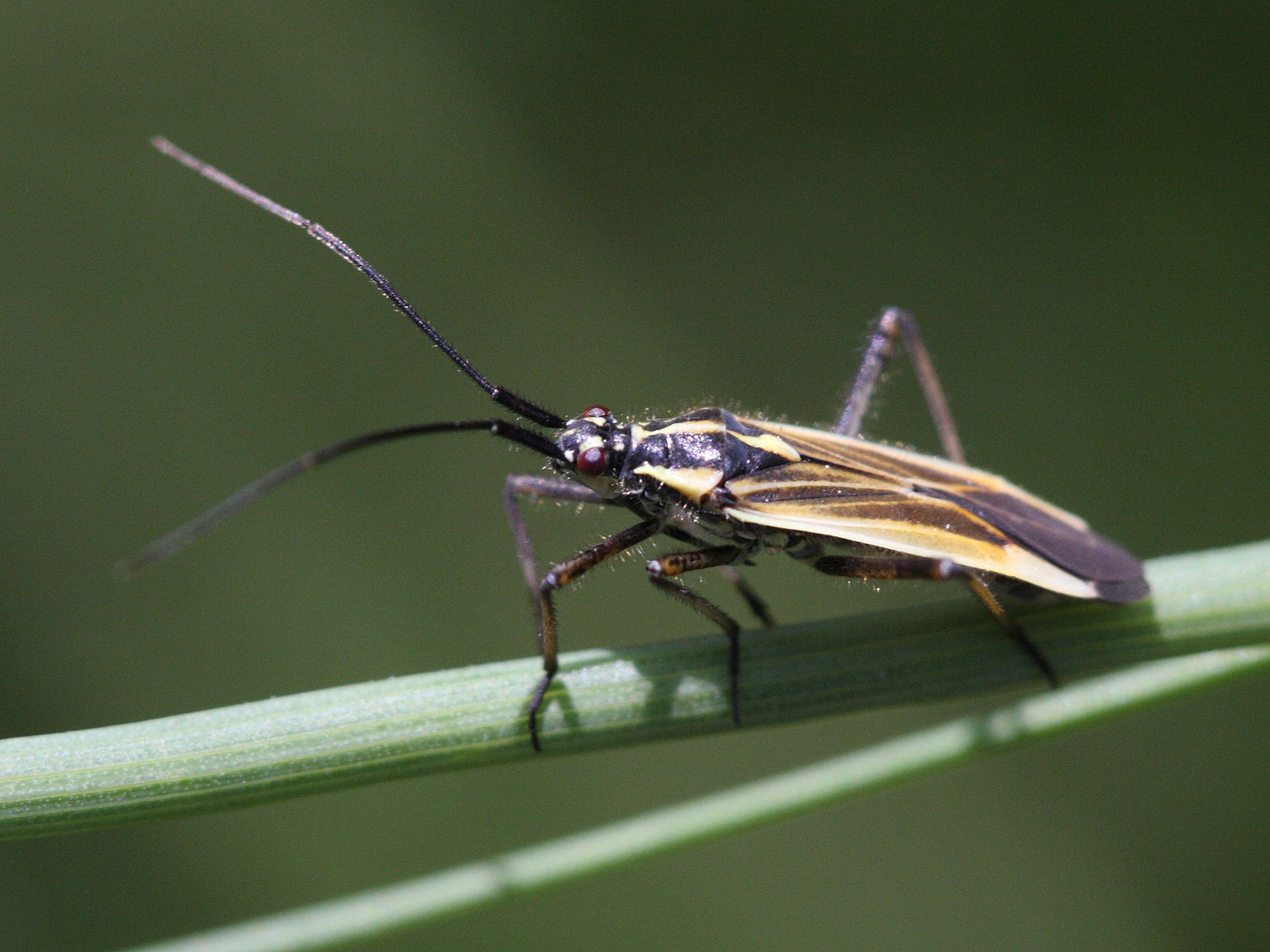 horistus_orientalis3bd