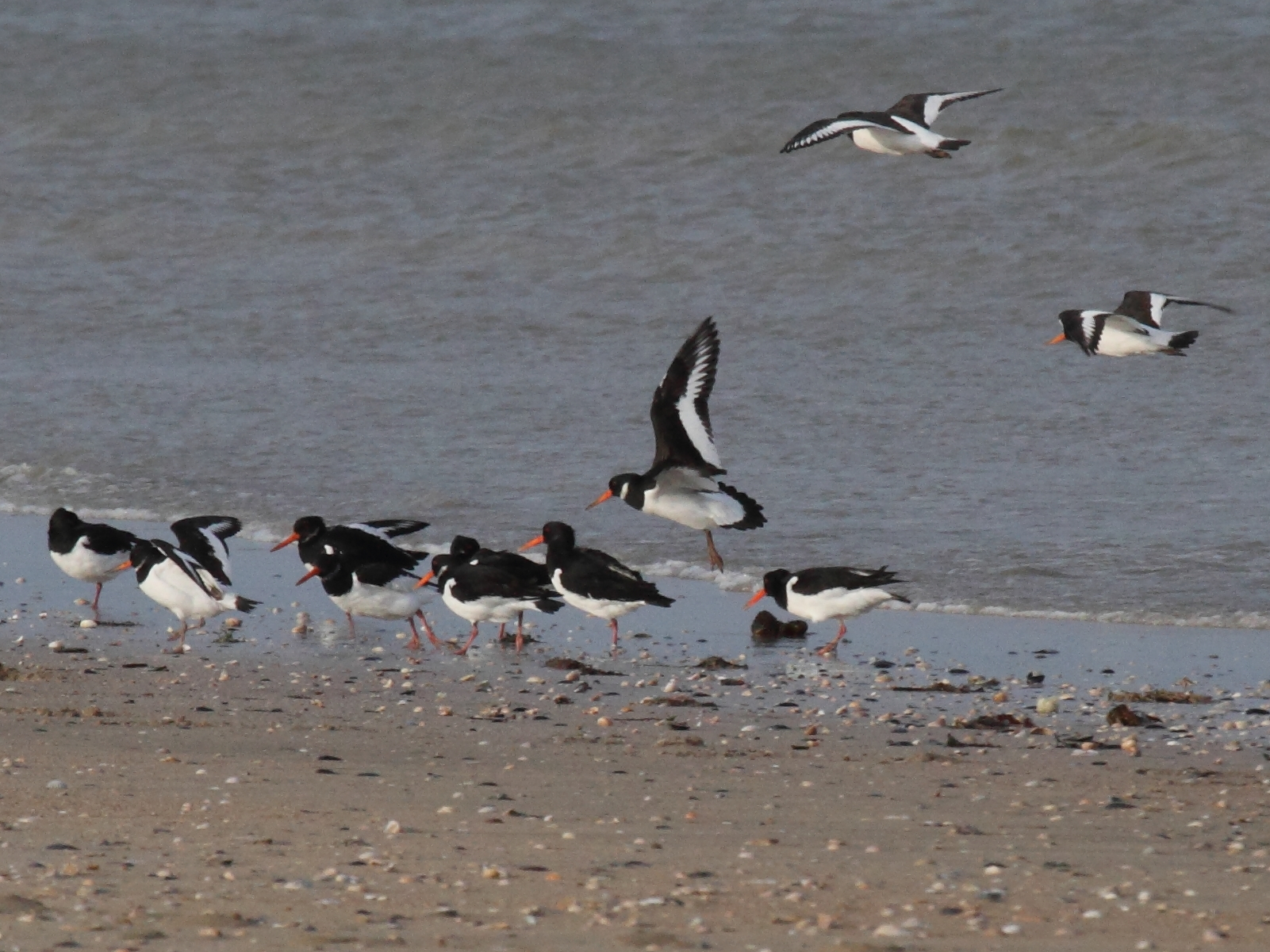 huitrier_pie_-_haematopus_ostralegus2bd