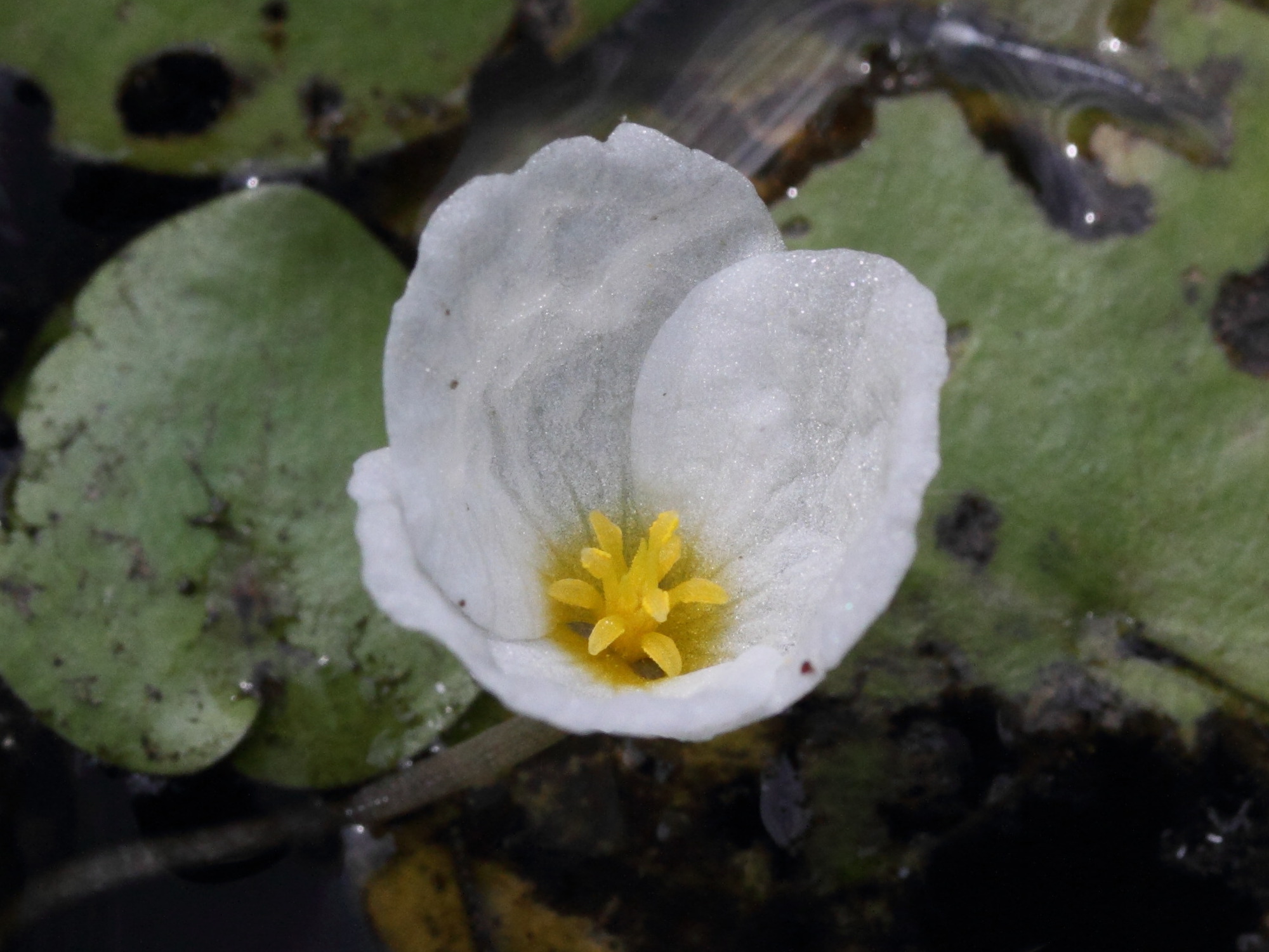 hydrocharis_morsus-ranae4bmd