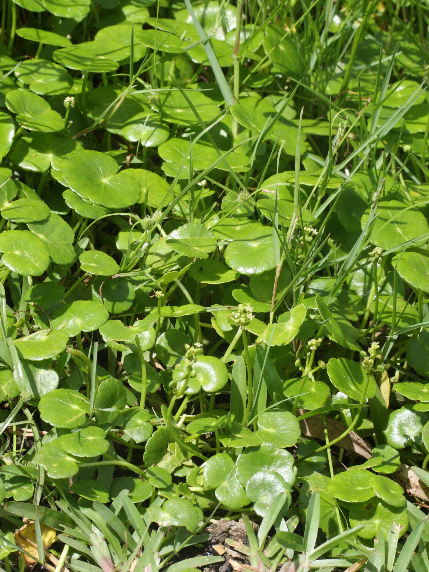 hydrocotyle_bonariensis2md