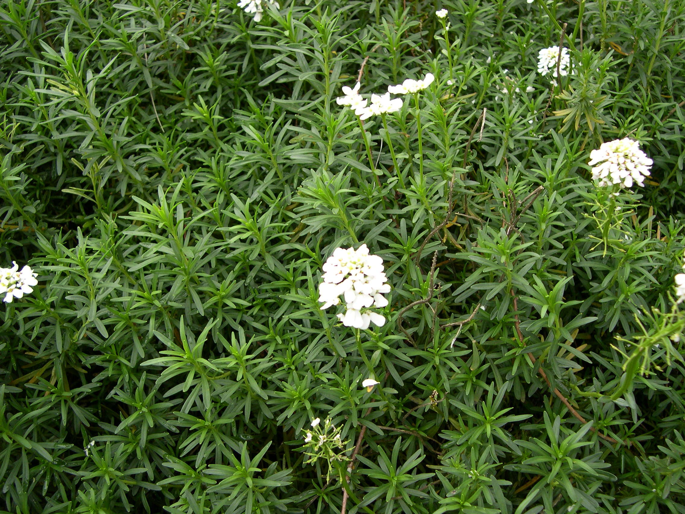 Afficher le média iberis_sempervirens1md iberis_sempervirens1md