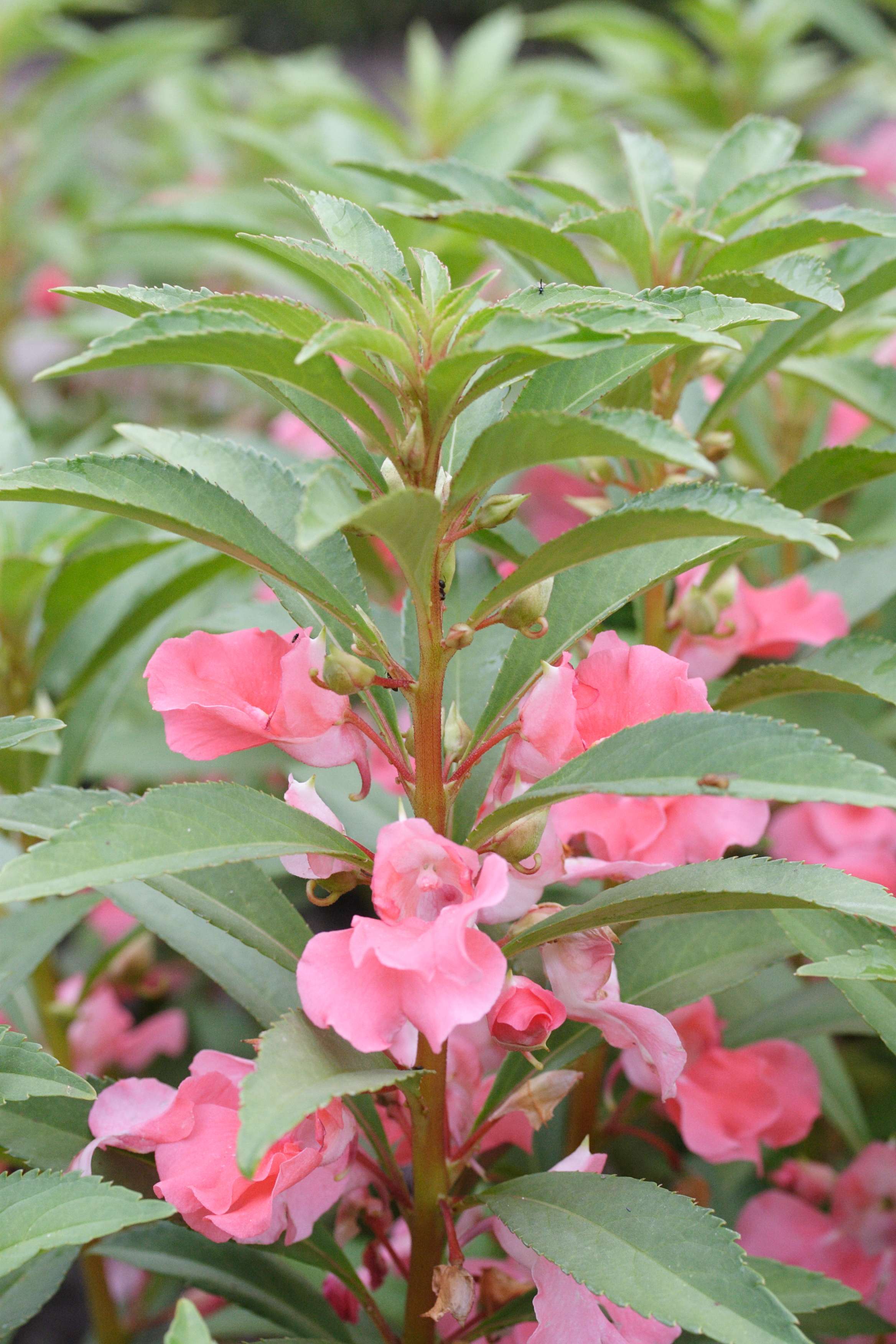 Afficher le média impatiens_balsamina2md impatiens_balsamina2md
