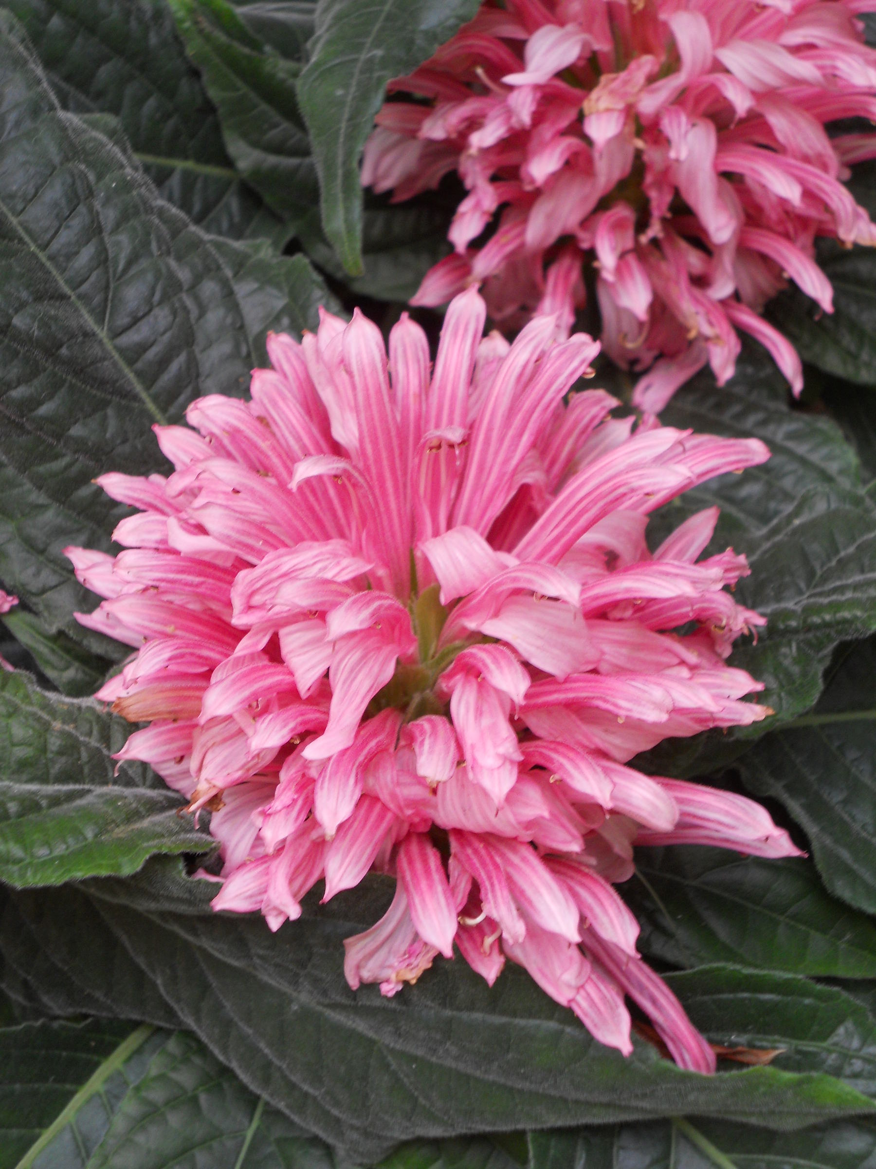 Afficher le média justicia_carnea4cc justicia_carnea4cc