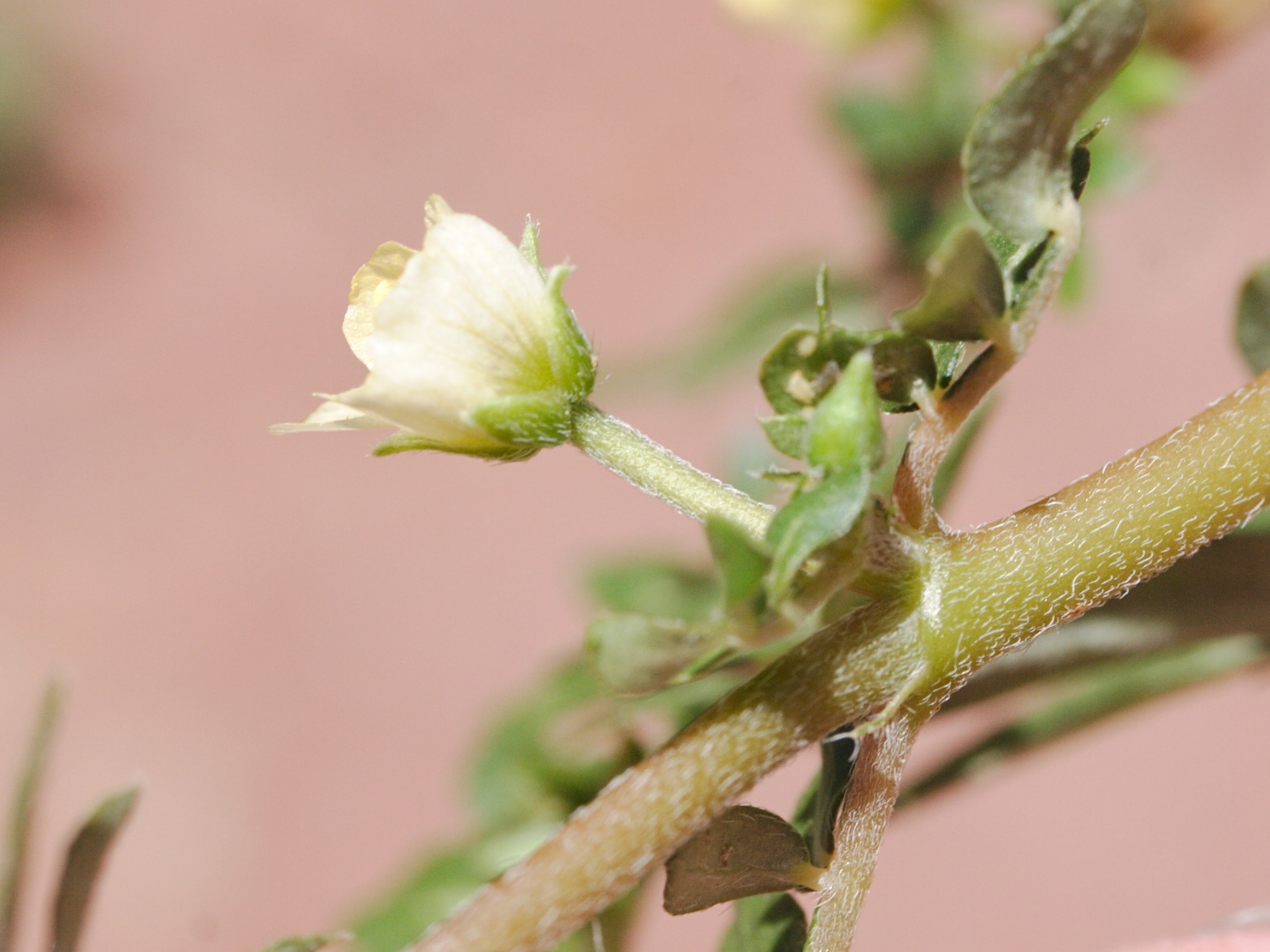 kallstroemia_maxima5md