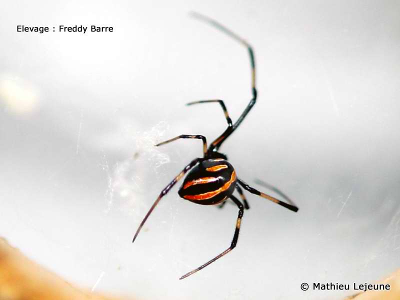 latrodectus_variolus2ml