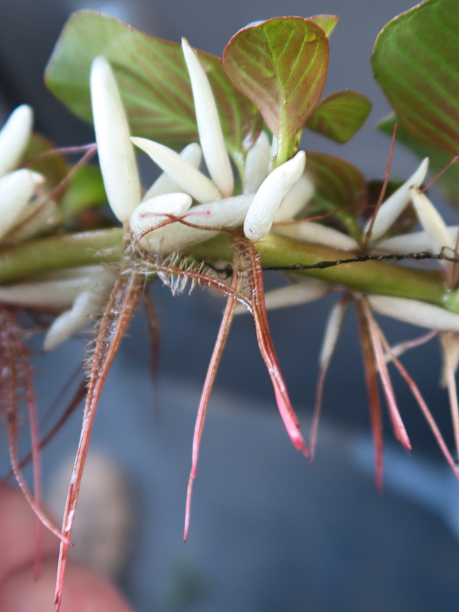 ludwigia_helminthorrhiza2md