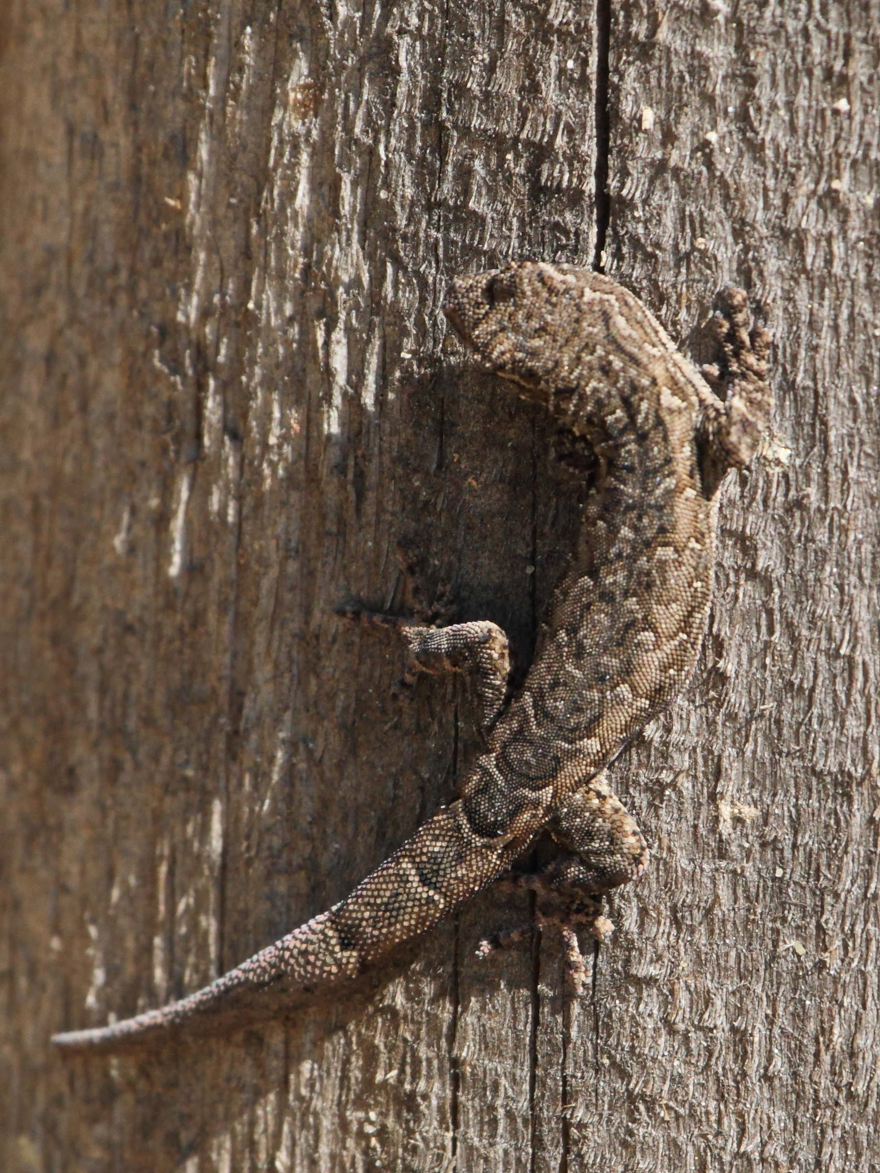 lygodactylus_arnoulti2bd