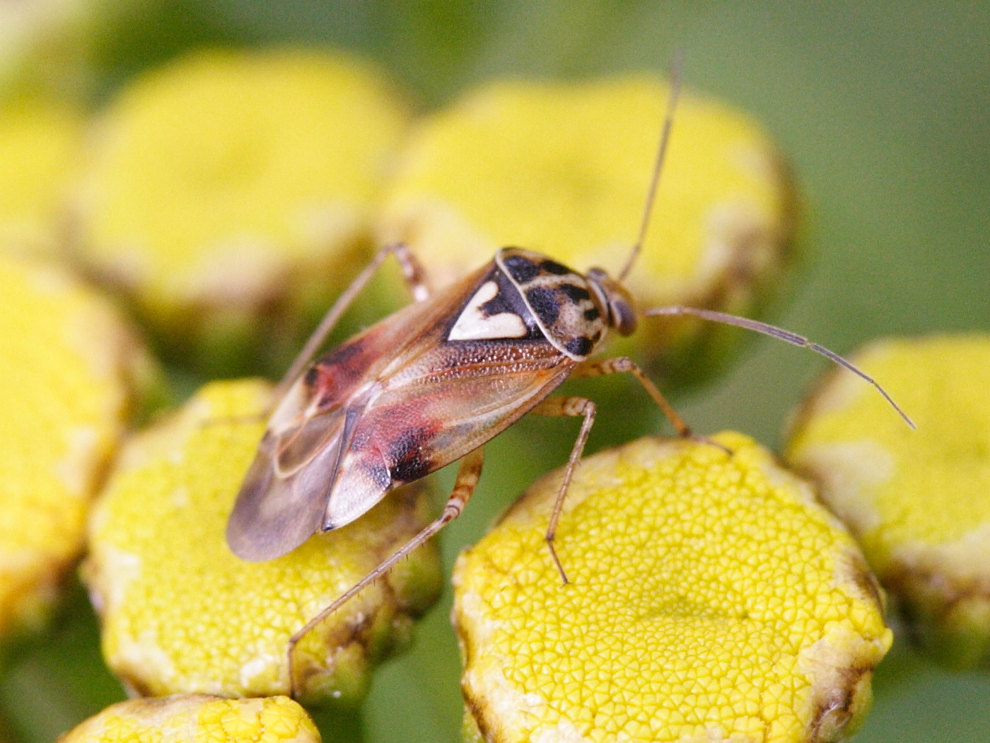 lygus_pratensis2md