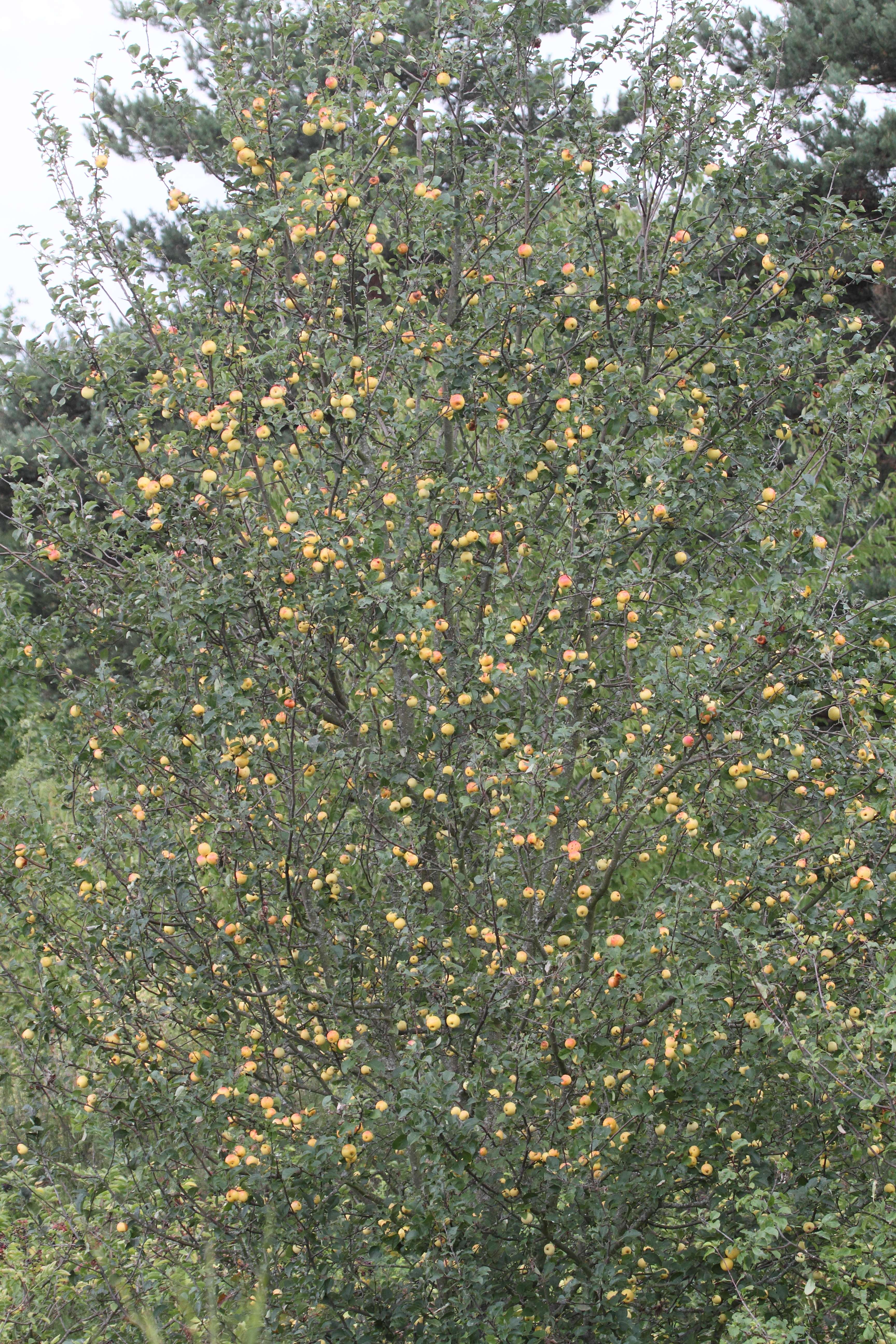 malus_sylvestris5bd