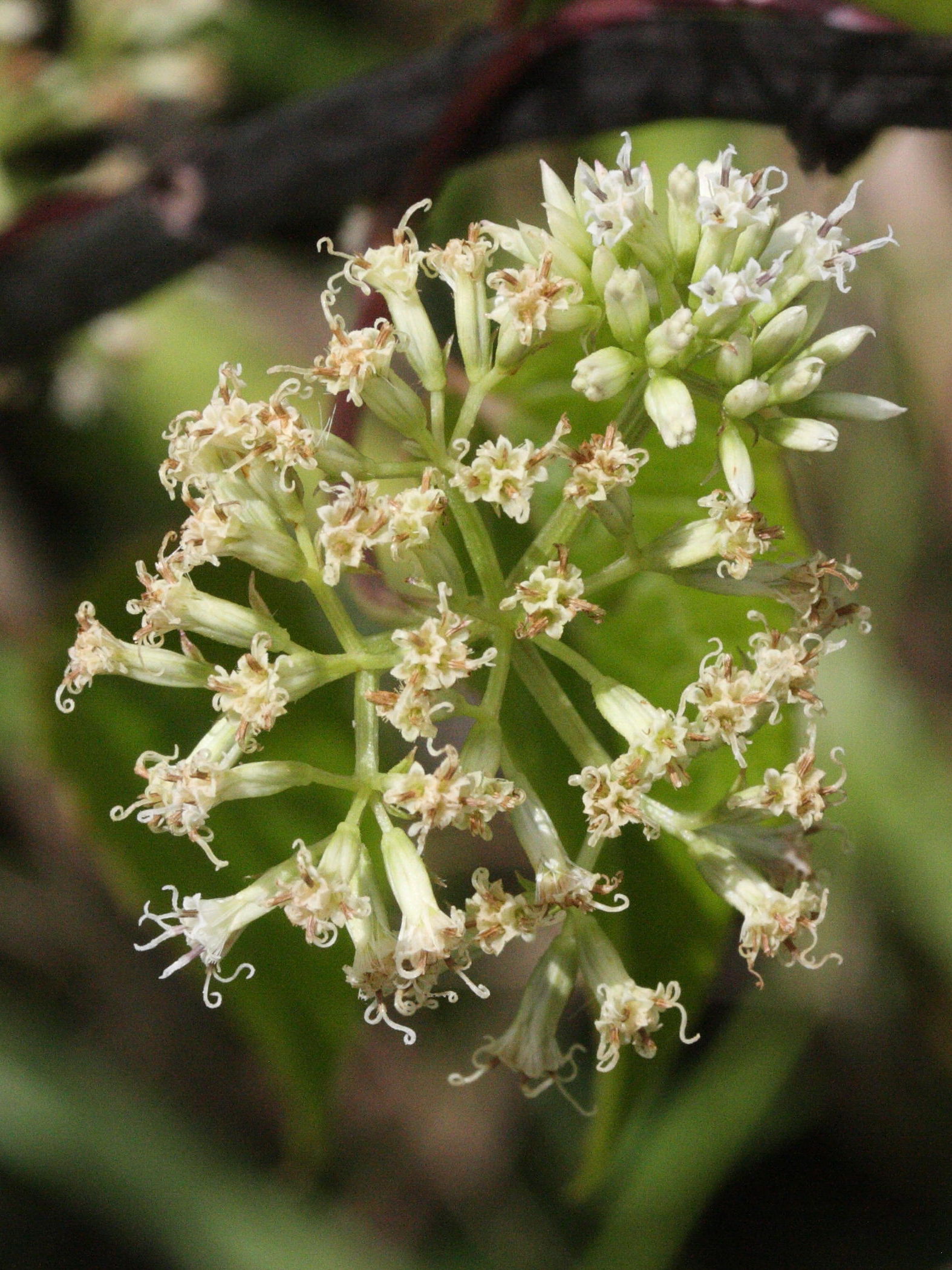 mikania_micrantha6md