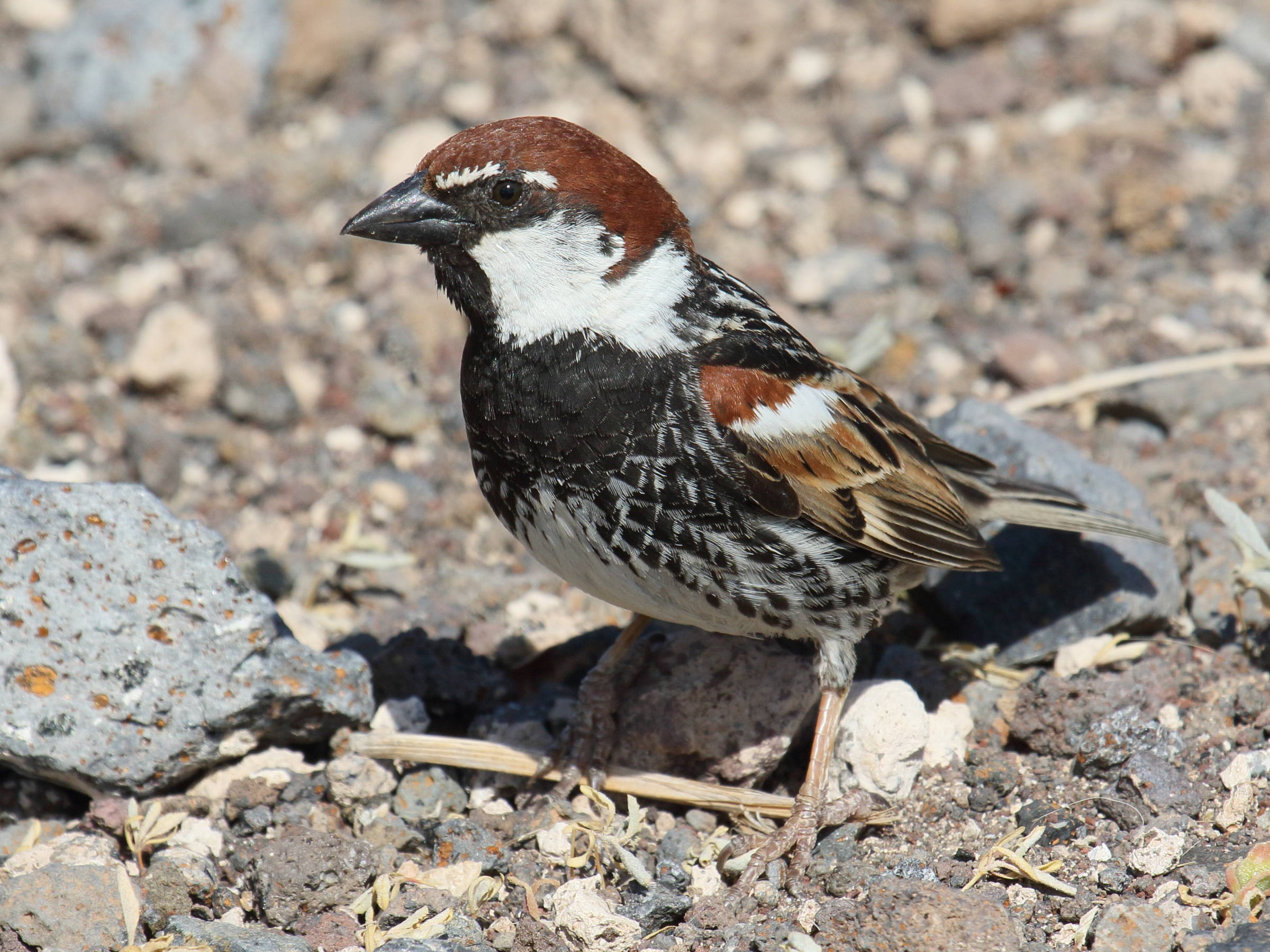 moineau_espagnol_-_passer_hispaniolensis1bd