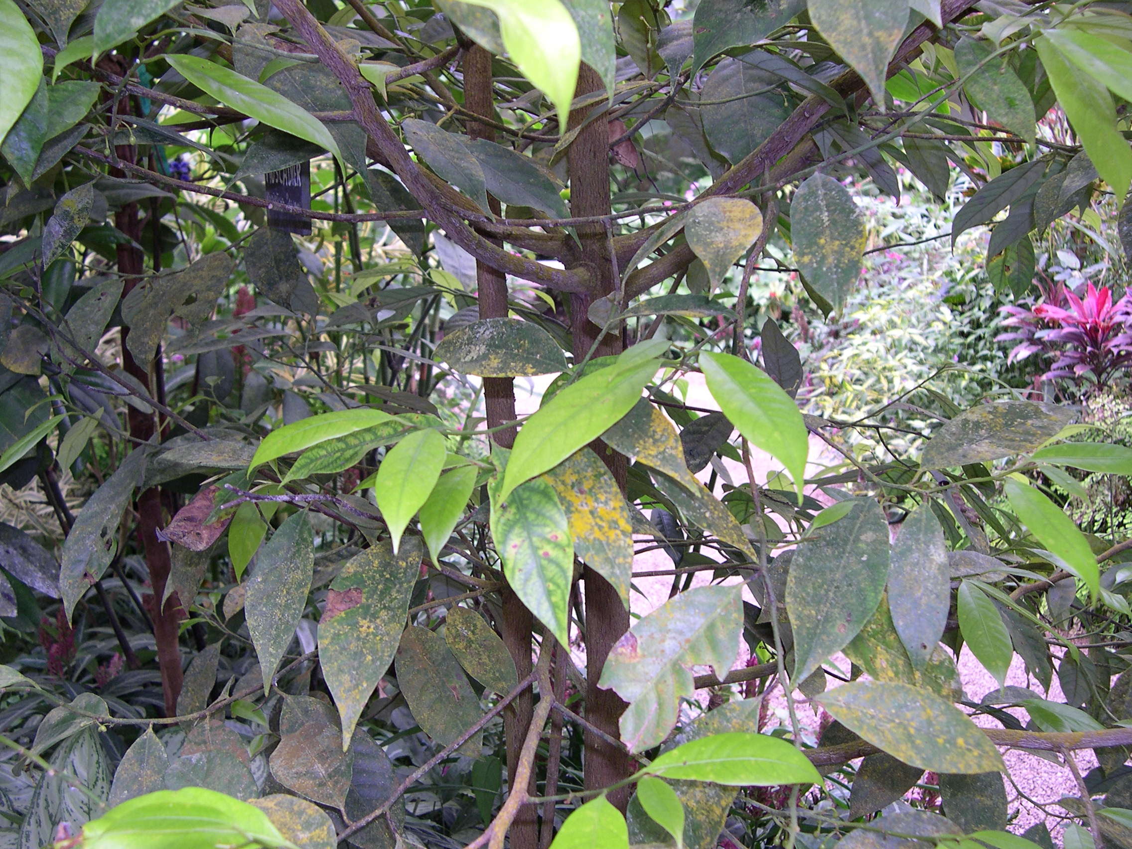myristica_fragrans2md