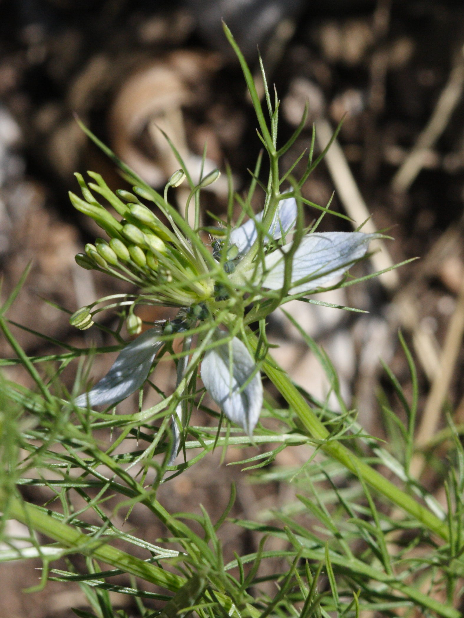 nigella_damascena5md