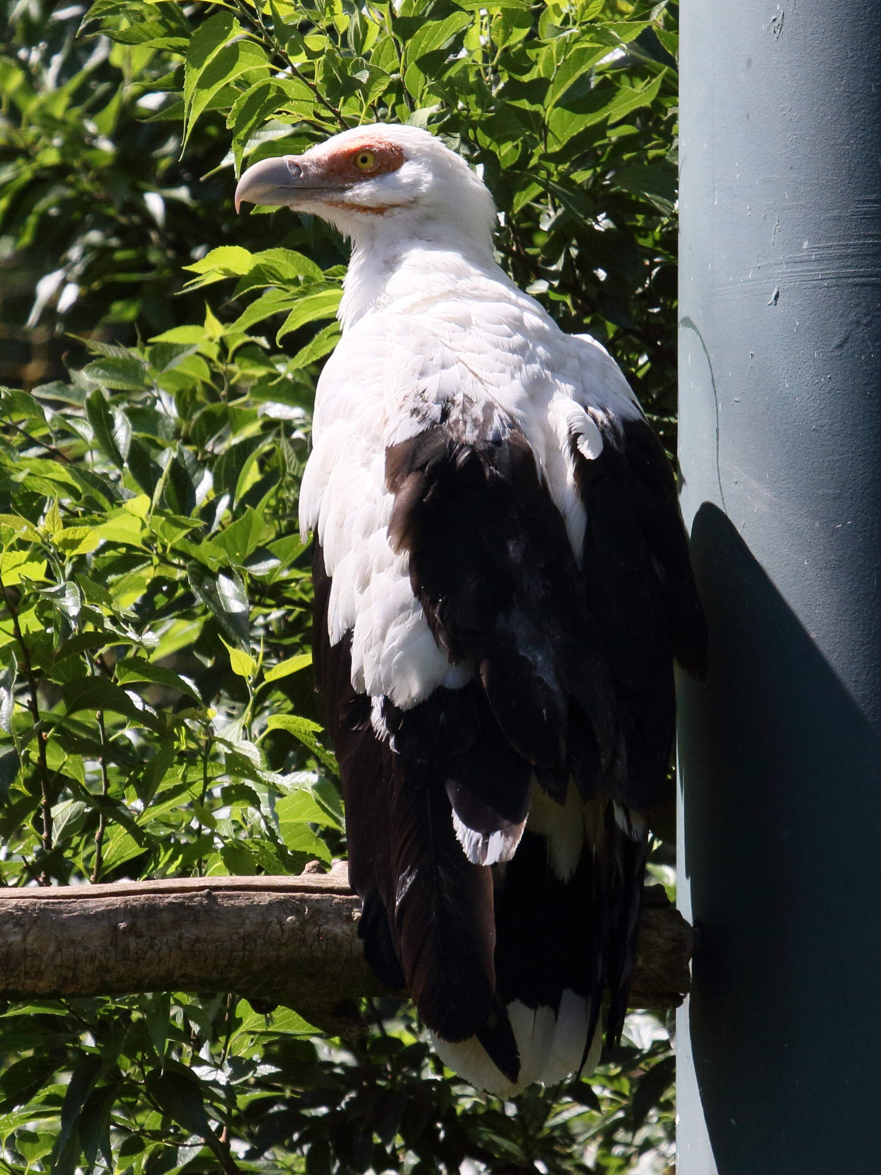 Afficher le média palmiste_africain_-_gypohierax_angolensis2bd palmiste_africain_-_gypohierax_angolensis2bd