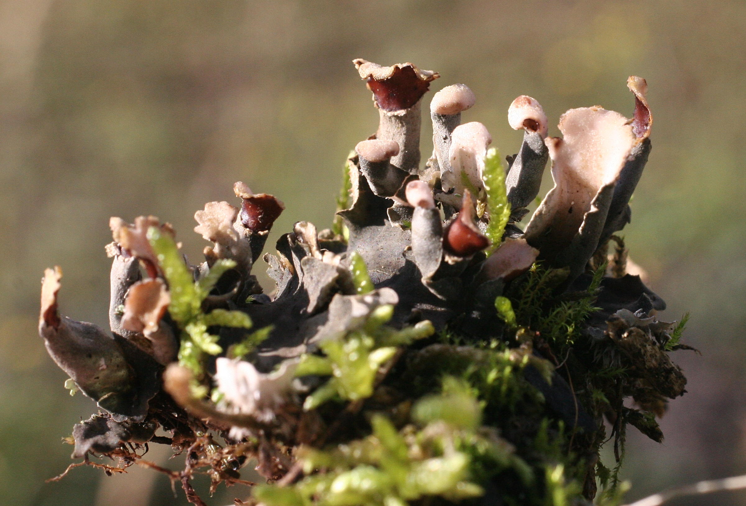 peltigera_rufescens1md